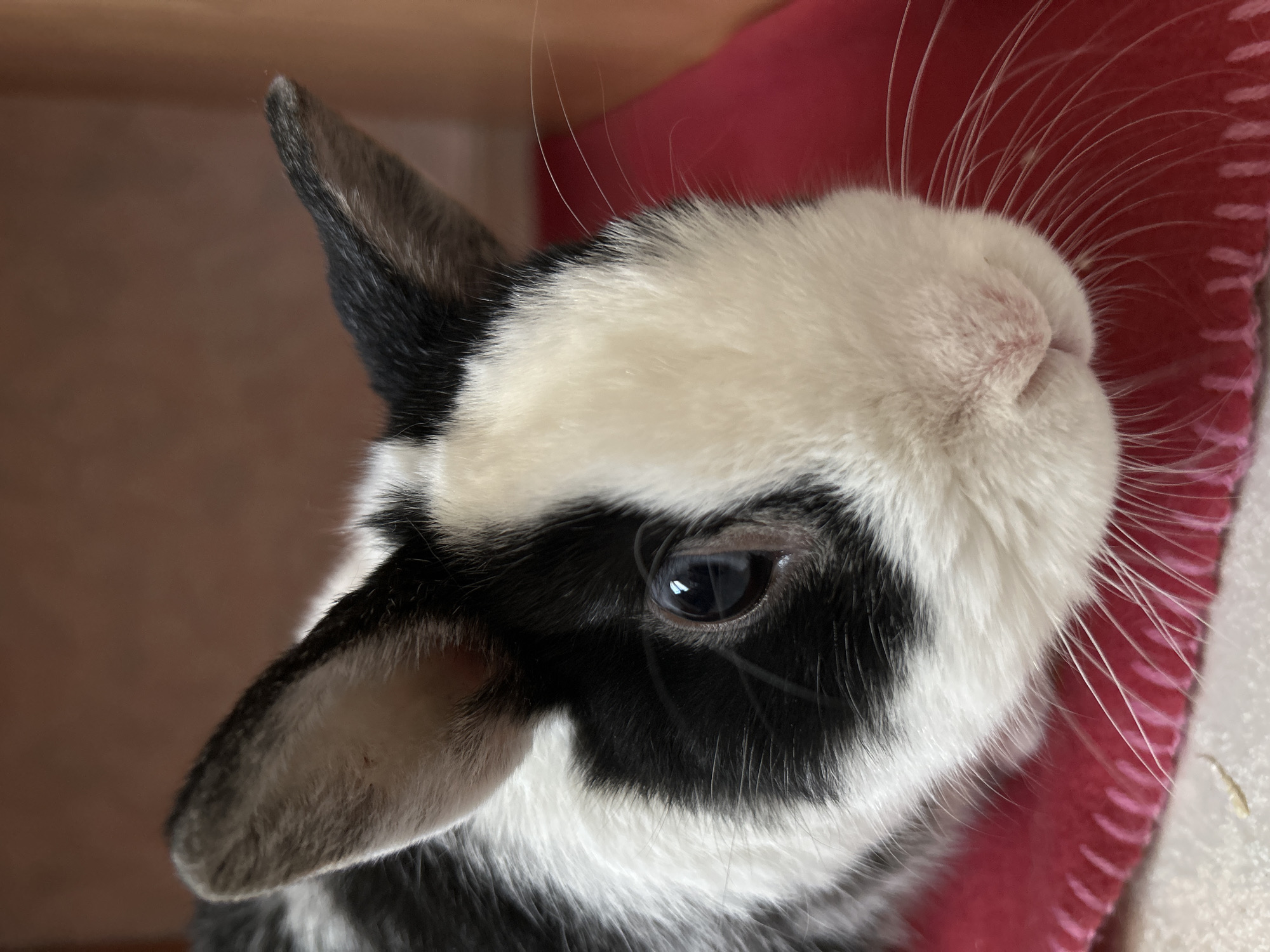 Pet rabbit observed during feeding and petting in Truchtersheim