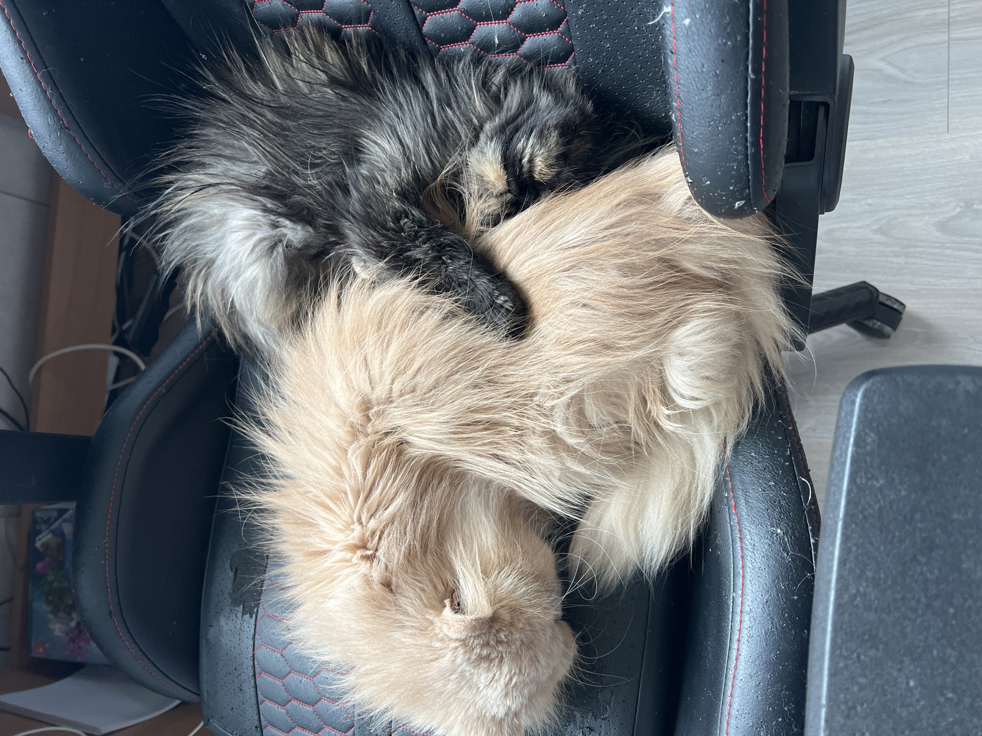 Two cats sleep together on gaming chair in Bulgaria