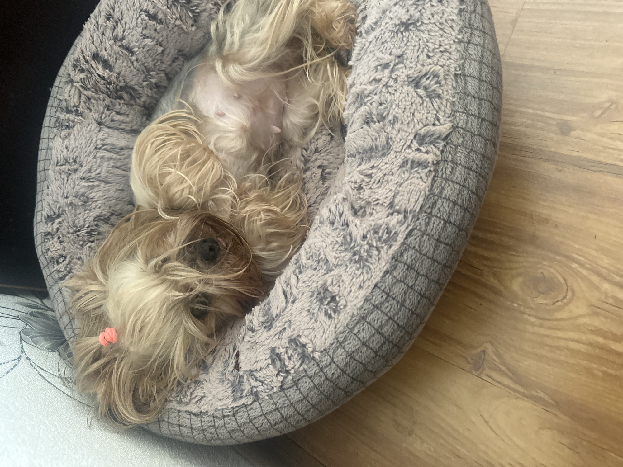 Two small dogs napping in grey beds, Sliven