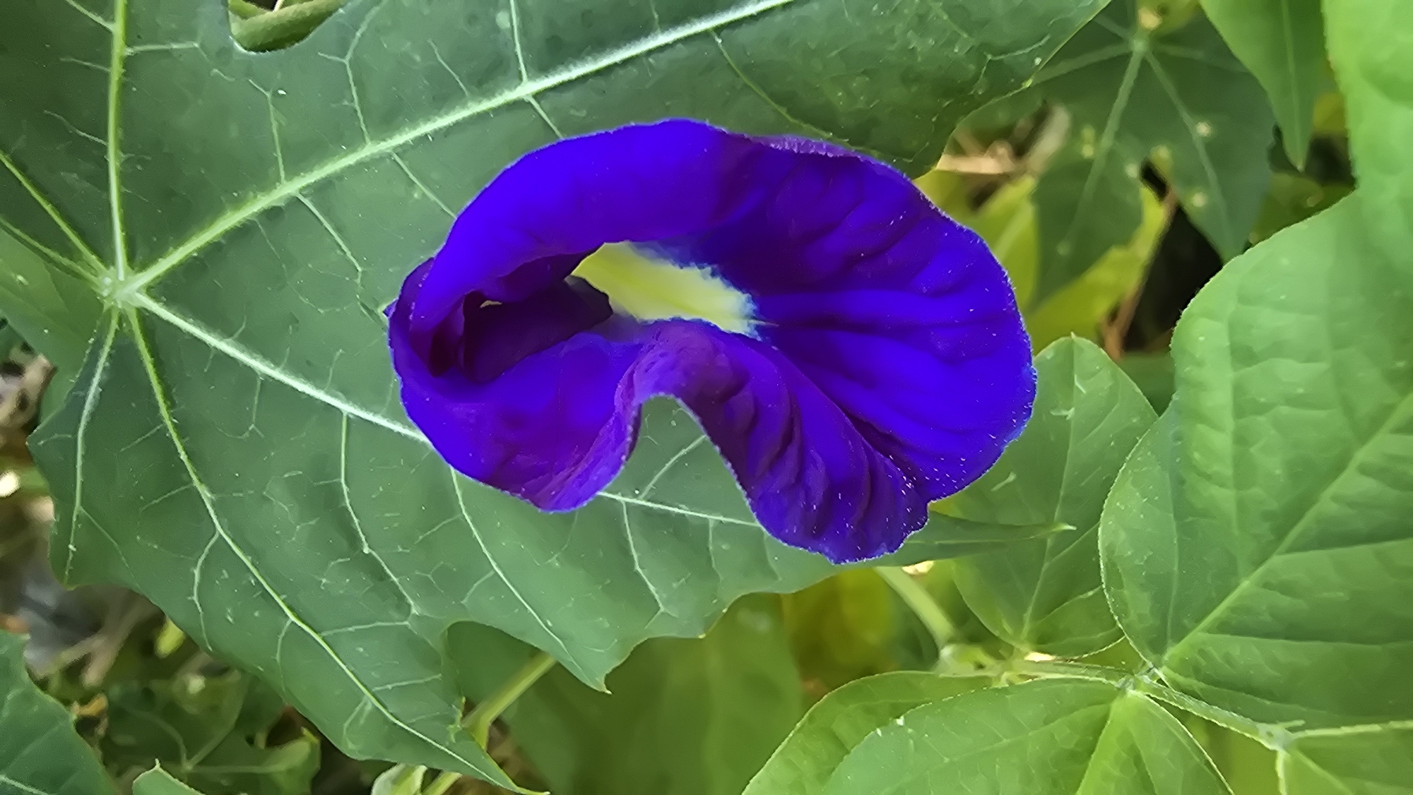 Garden walk captures flowers, cat, dog in Banjarangkan