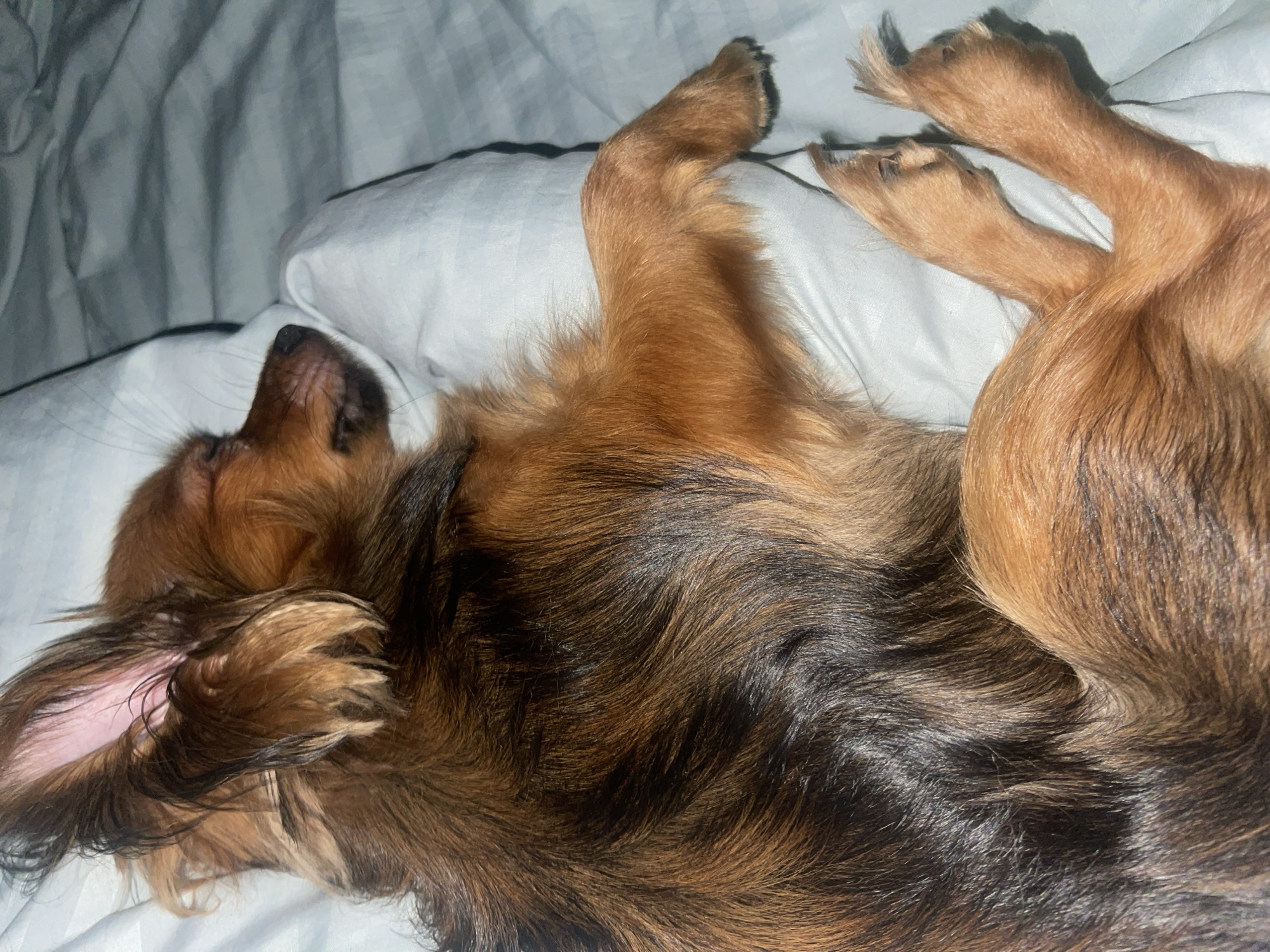 Pets dozing off as night settles in Марковский