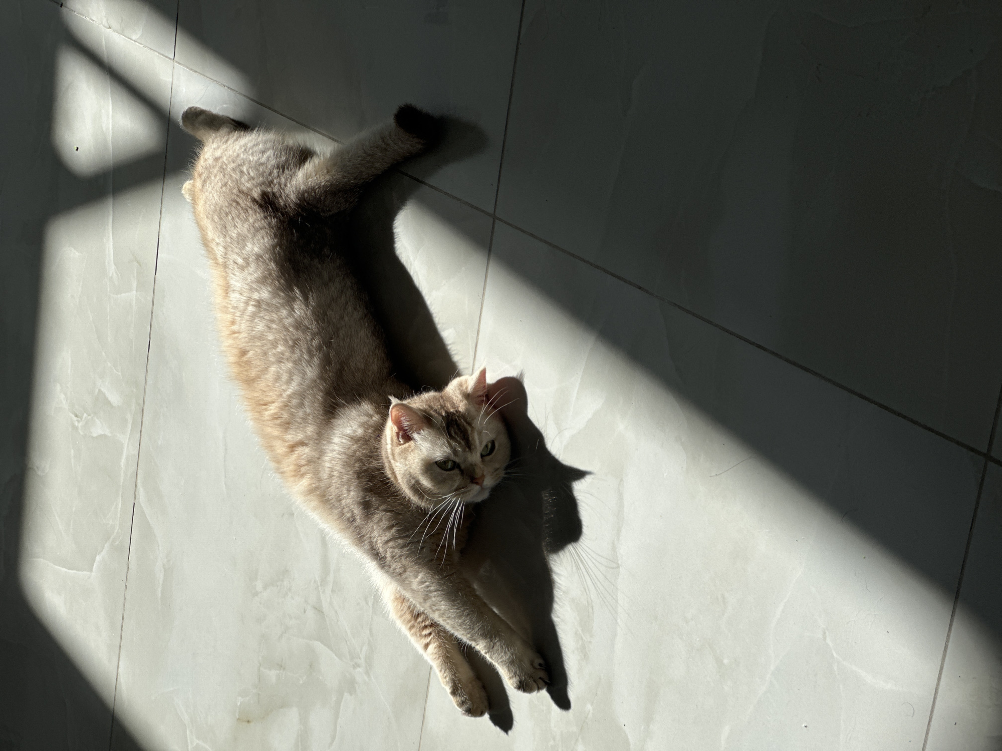 Cat observed resting and being petted on tiled floor
