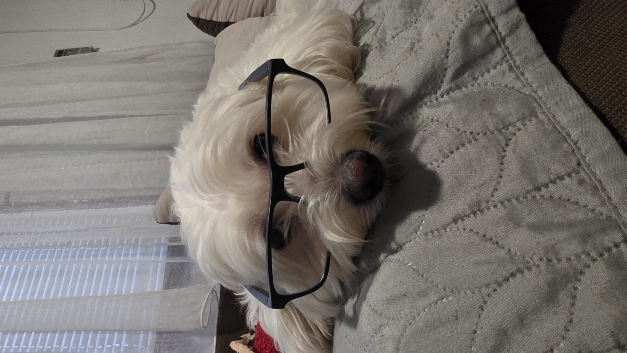 Dog owner documents pet's costume session during Bulgarian rainstorm