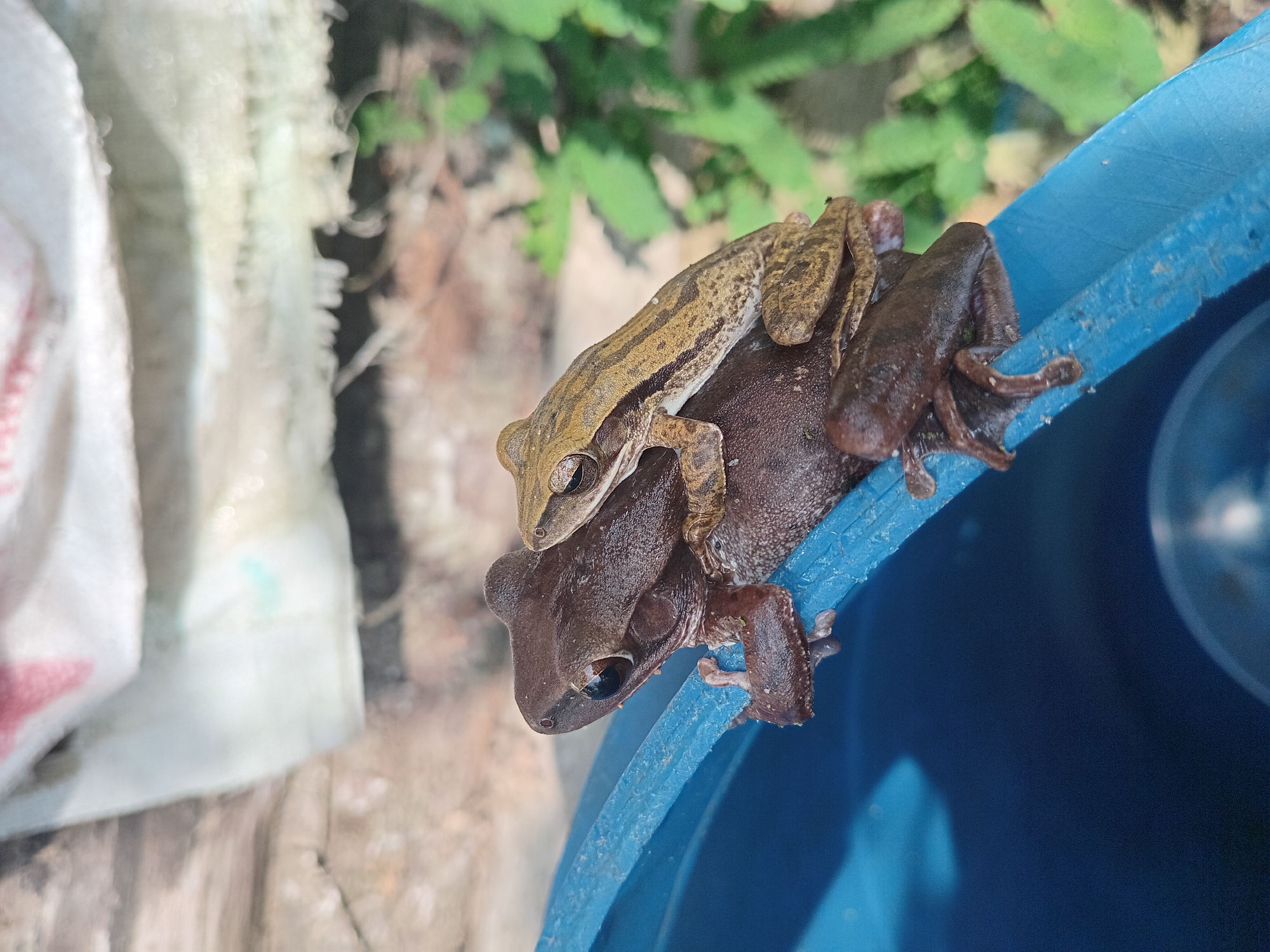 Two frogs perched together on a blue plastic container