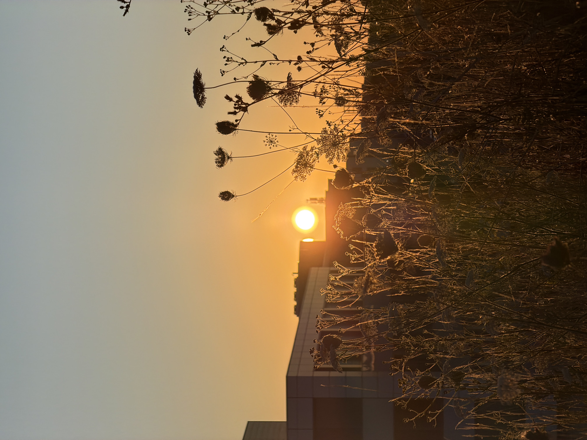 Roadside mowing and wildflower silhouettes at sunrise in Leudelange