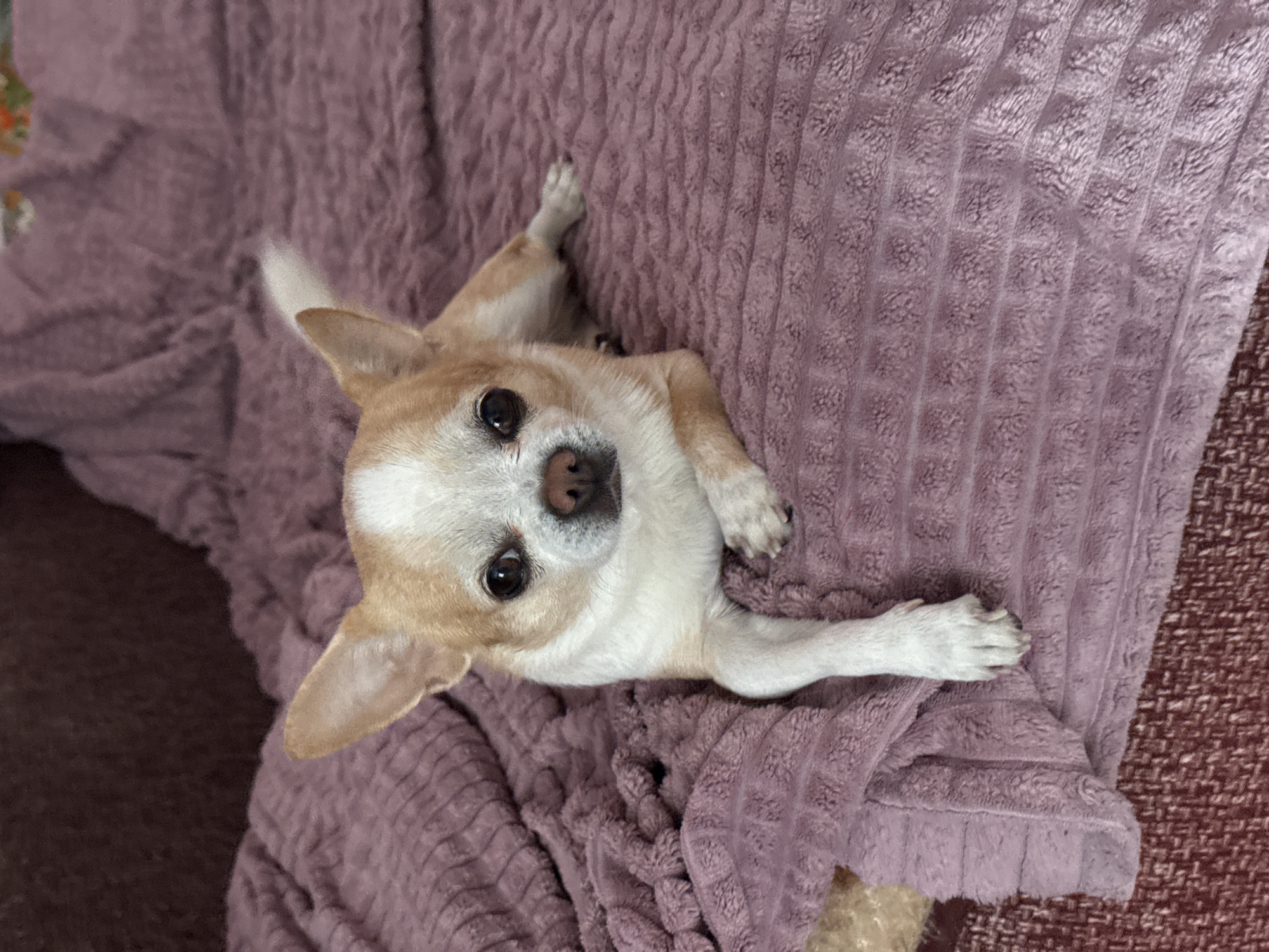 Chihuahua rests on purple blanket in Rostov-on-Don