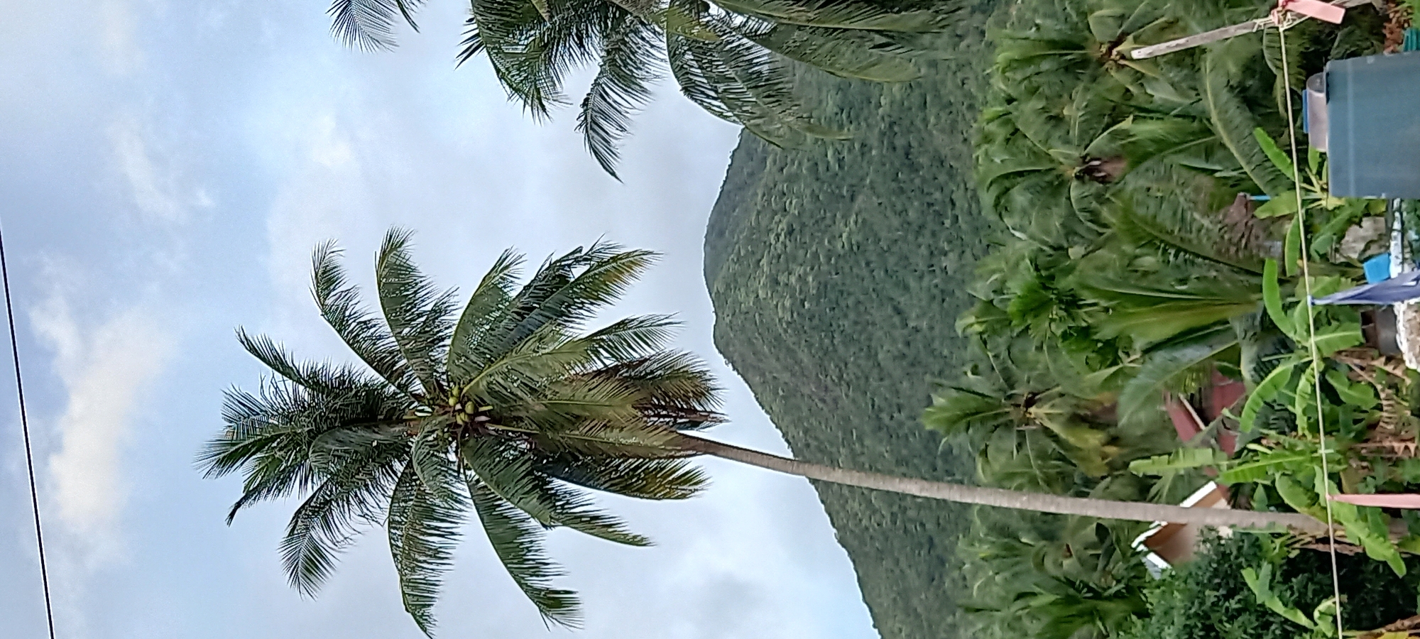 Tropical scenes documented across Baan Chaloklum, Thailand morning