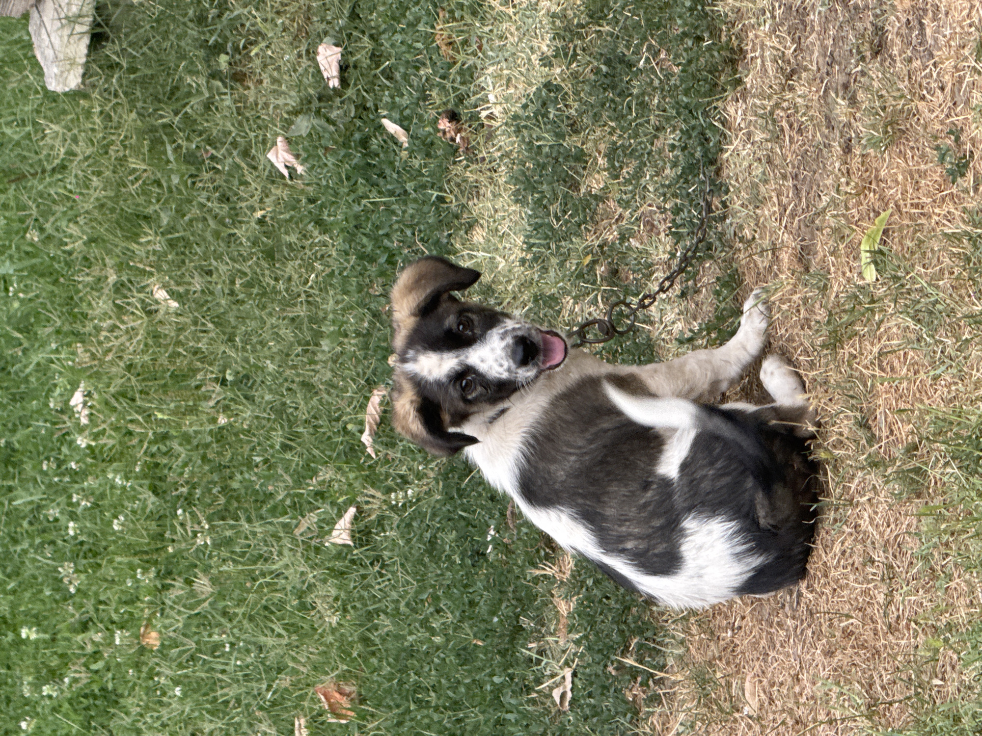 Dogs lounging in a Sredets yard, plus a branded coffee cup