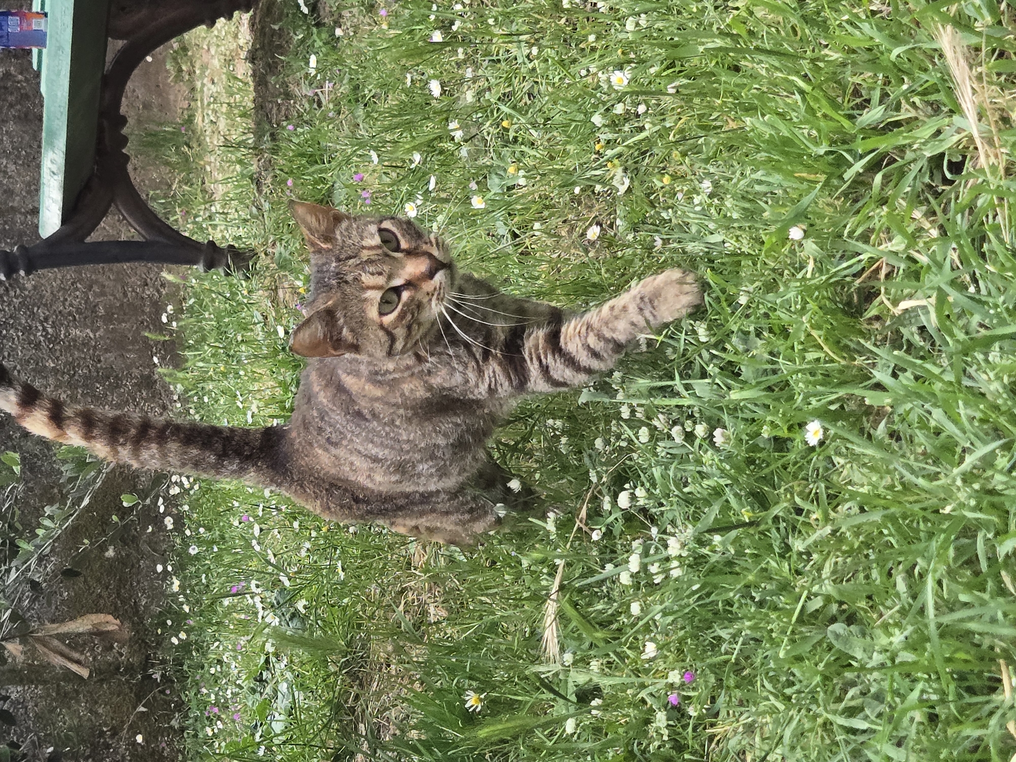 Tabby cat spotted playing in gardens around Radanovići, Montenegro