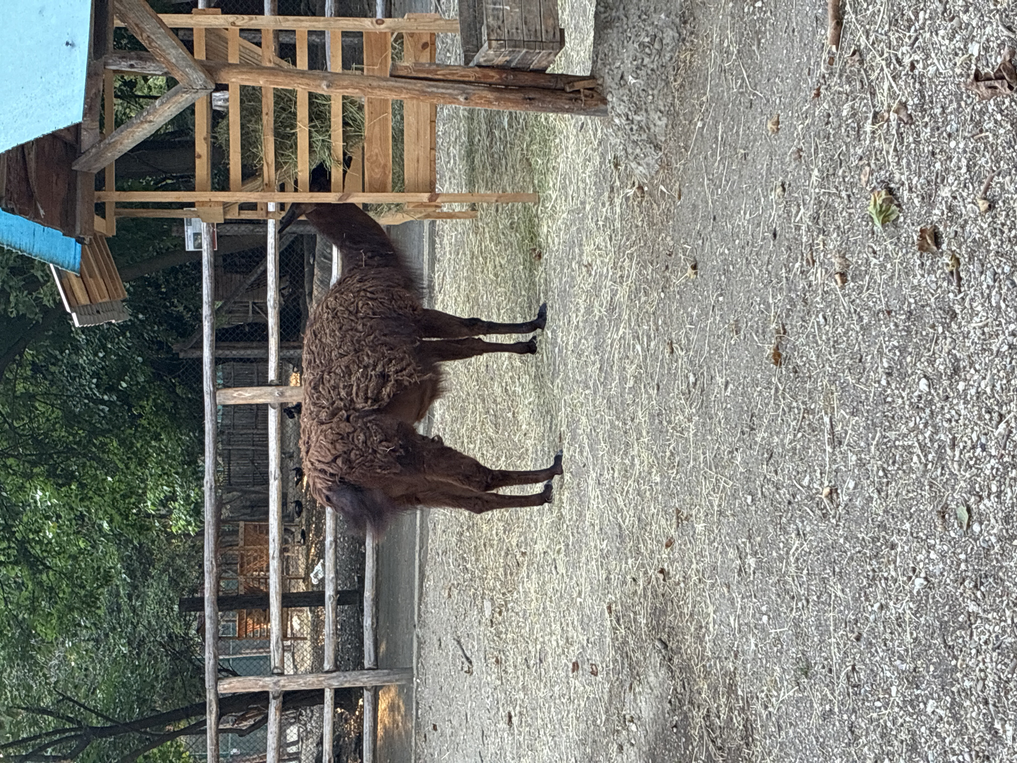 Llama, peacock, and meerkat spotted at Pazardzhik enclosure