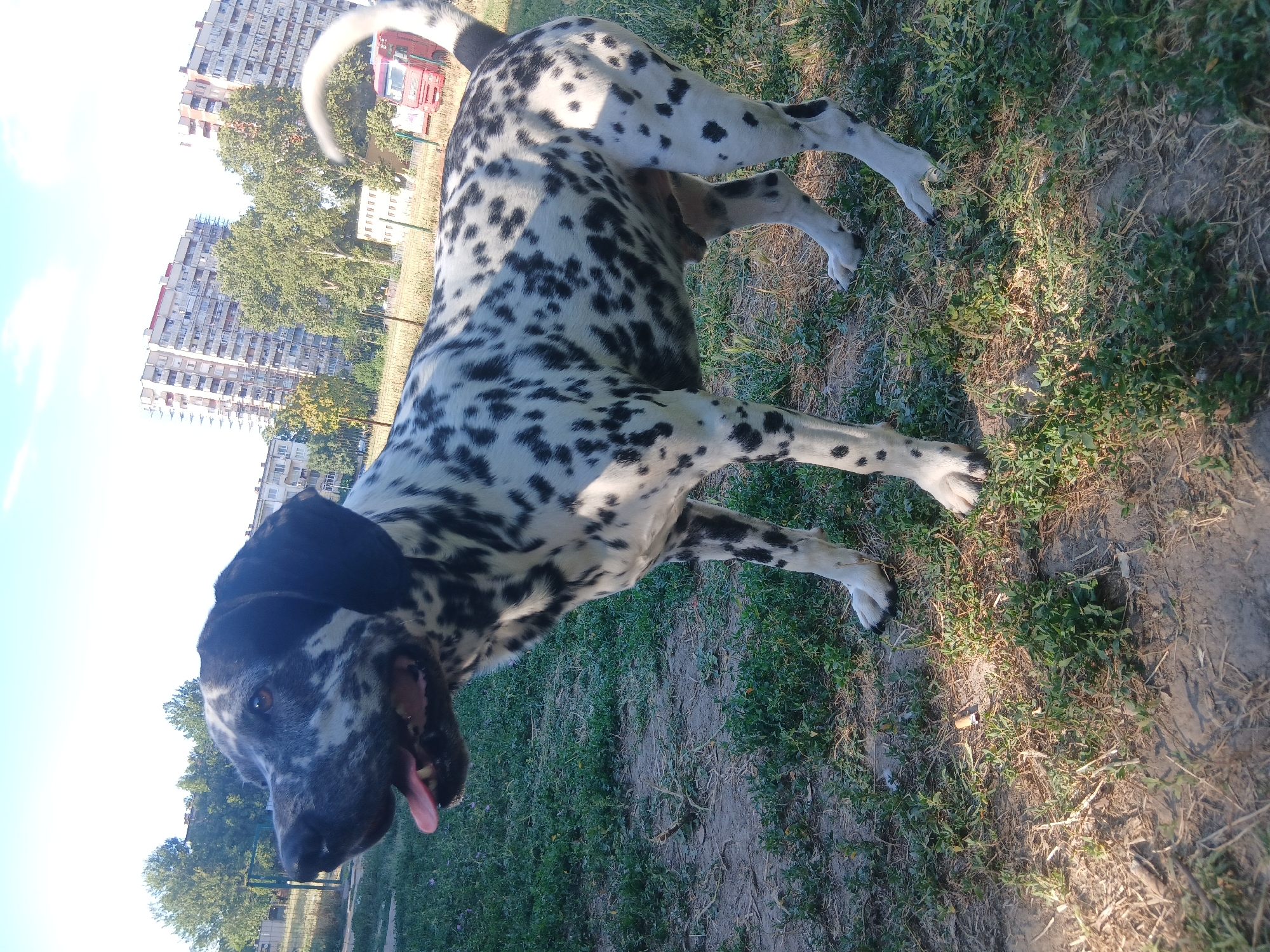 Dalmatian takes a break, does some scratching in a dry park