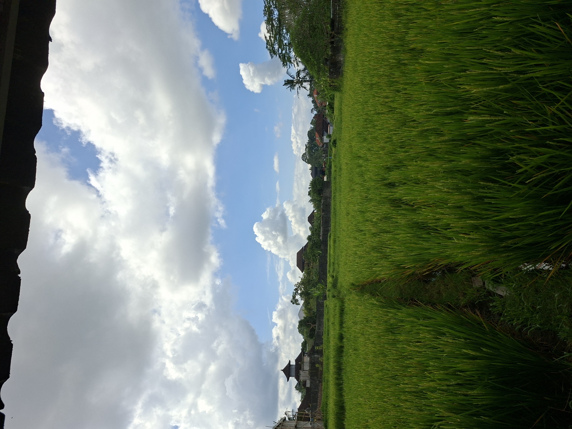Evening scenes captured across Ubud's rice paddies and dining areas