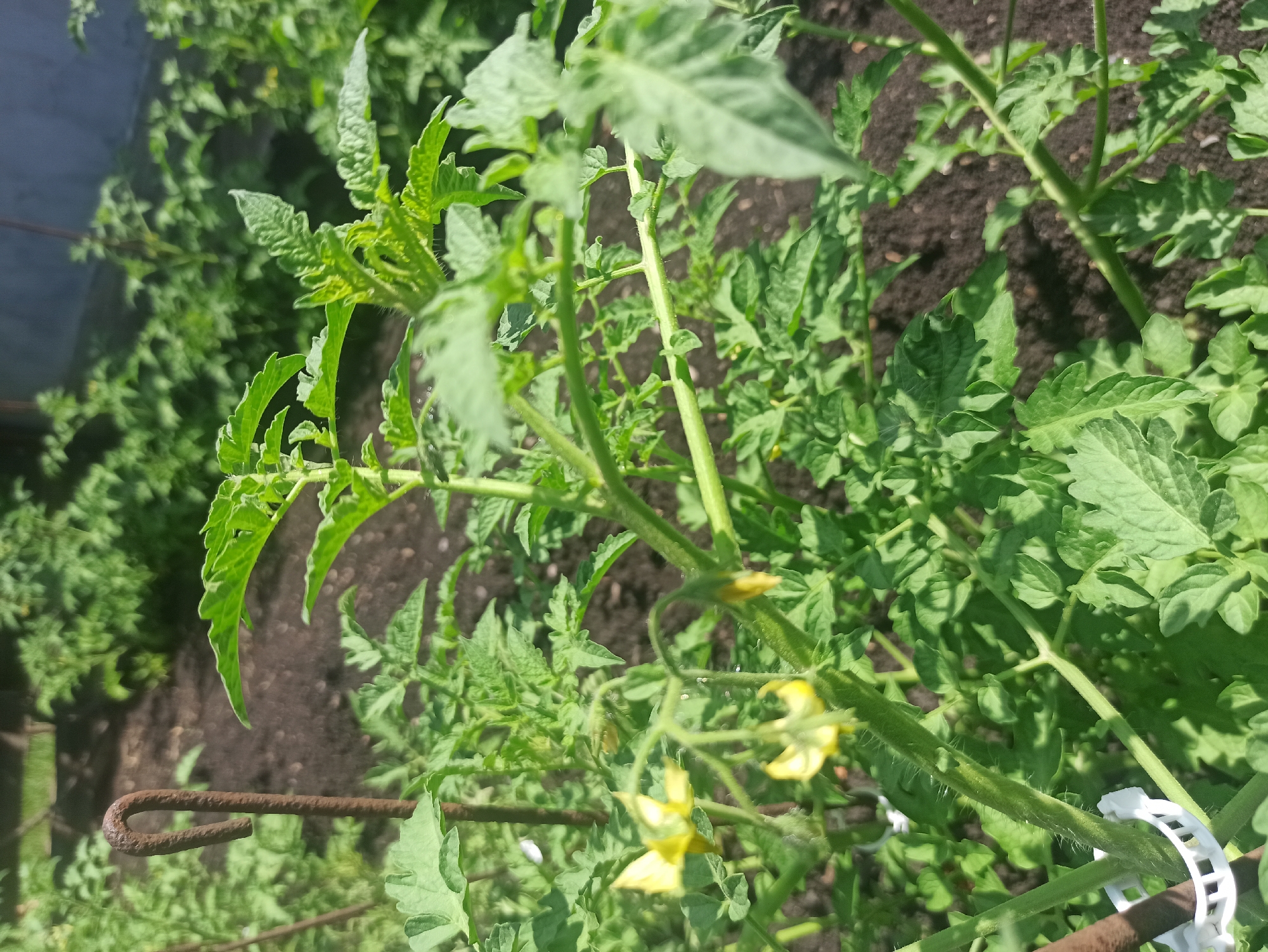 Summer garden teeming with produce, flowers, and busy insects