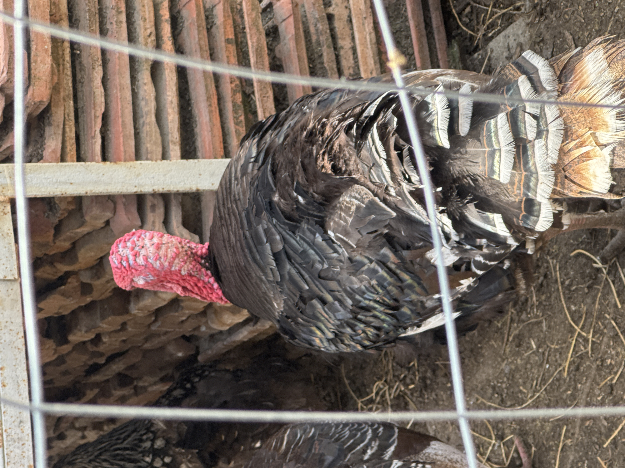 Morning agricultural activity observed in rural Bulgarian village