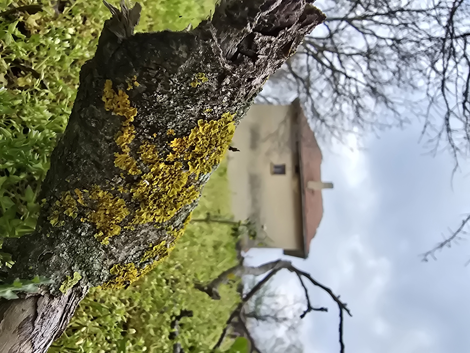Rural property with weathered structures and spring vegetation documented