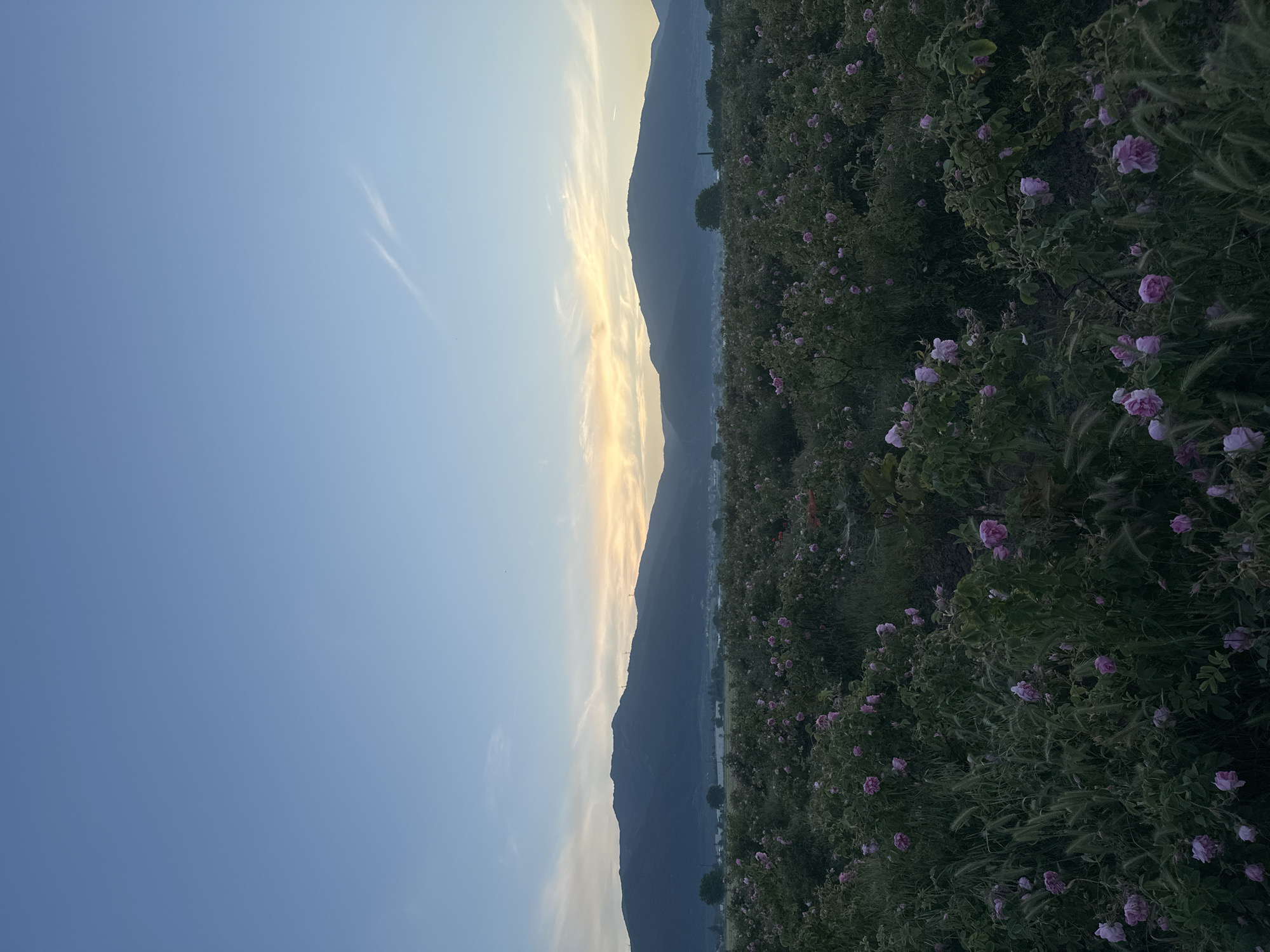 Pink flower field captured at dawn in Kran, Bulgaria