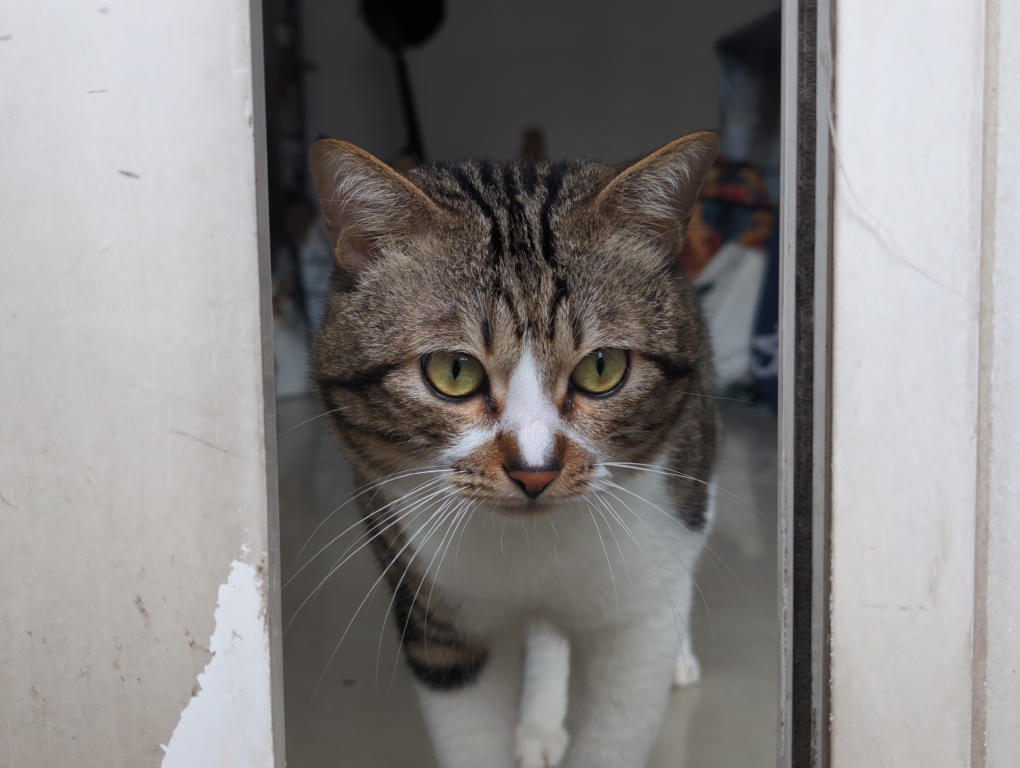 Morning stroll through Shunde captures cats, bridges, colorful streets