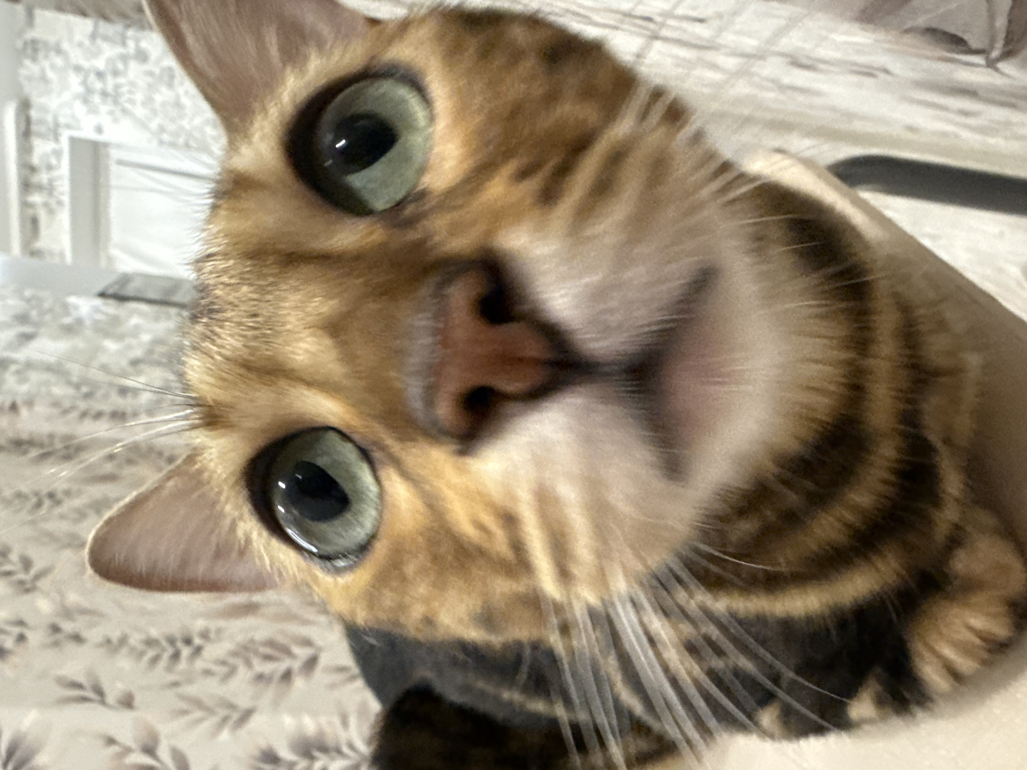 Selfies and Bengal cat close-ups from a home in Izhevsk