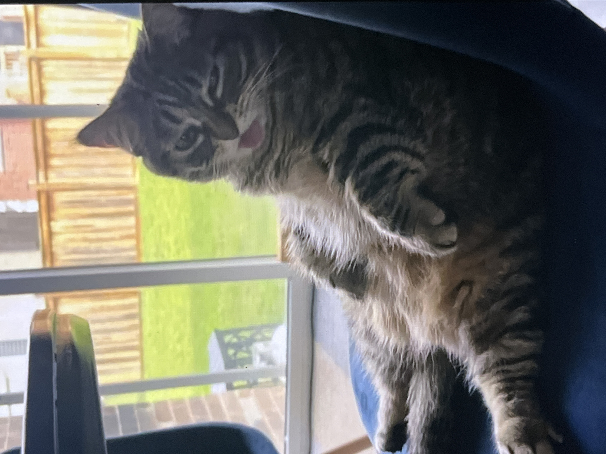 Morning moments captured across Khimki: cat, selfie, container