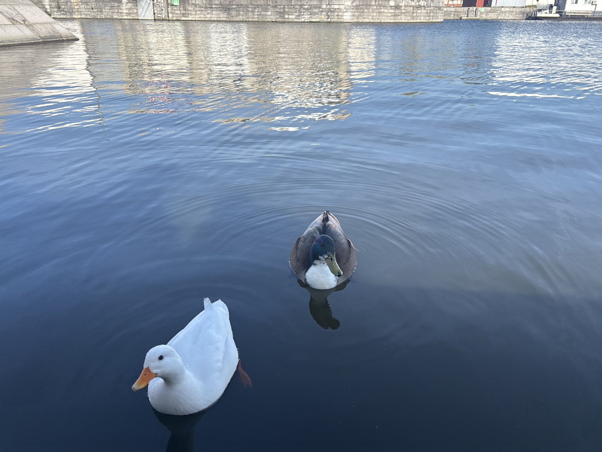 Ducks swim peacefully near Antwerp marina on sunny afternoon