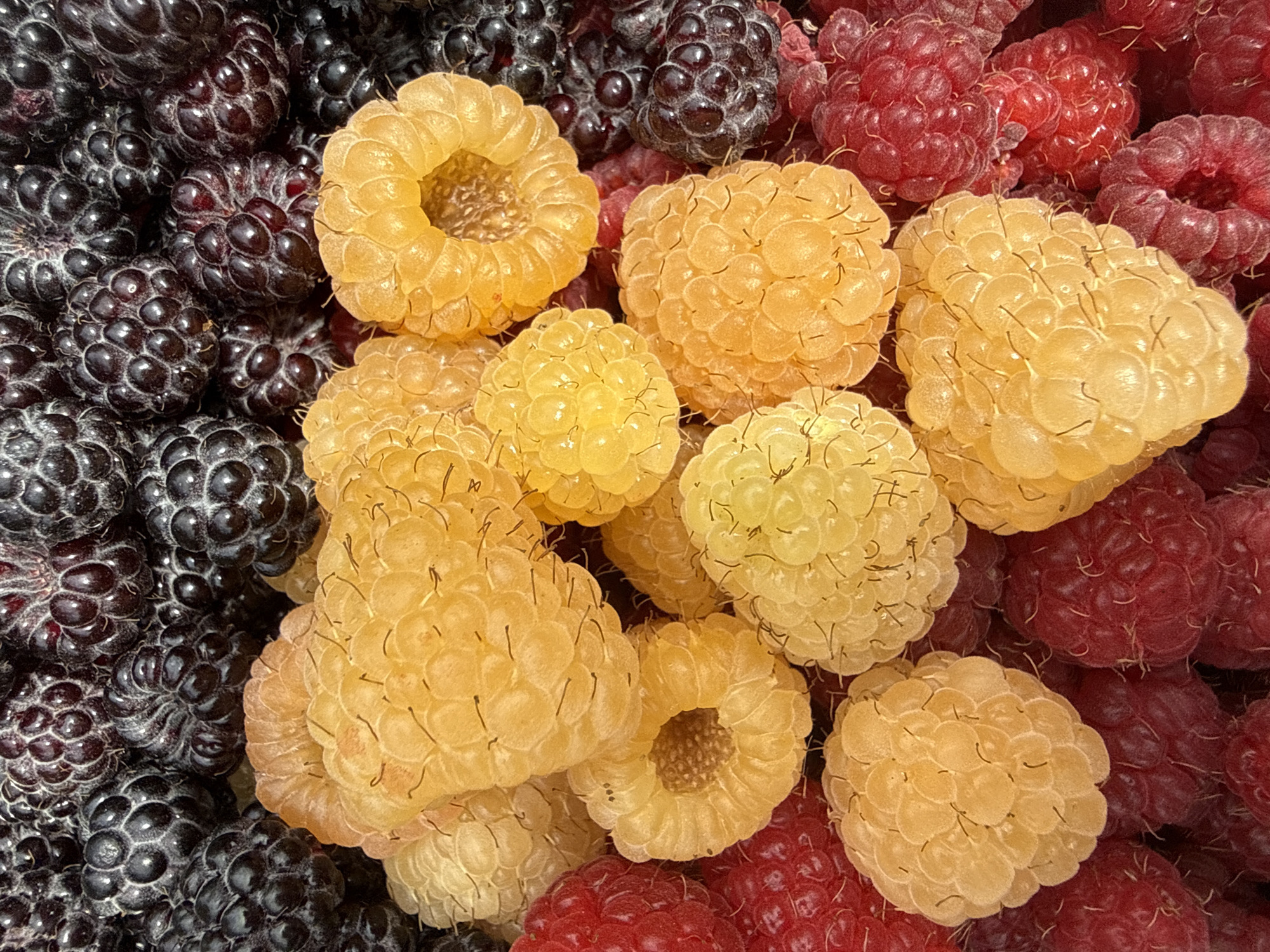 Summer garden in full bloom: flowers and fresh raspberries in Izobilnyy