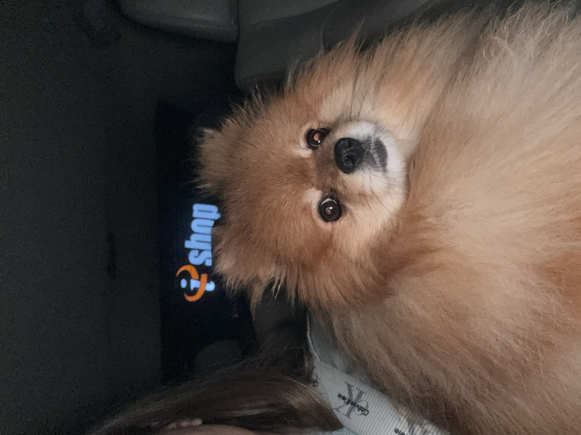 Tan Pomeranian poses for camera in Plovdiv, Bulgaria