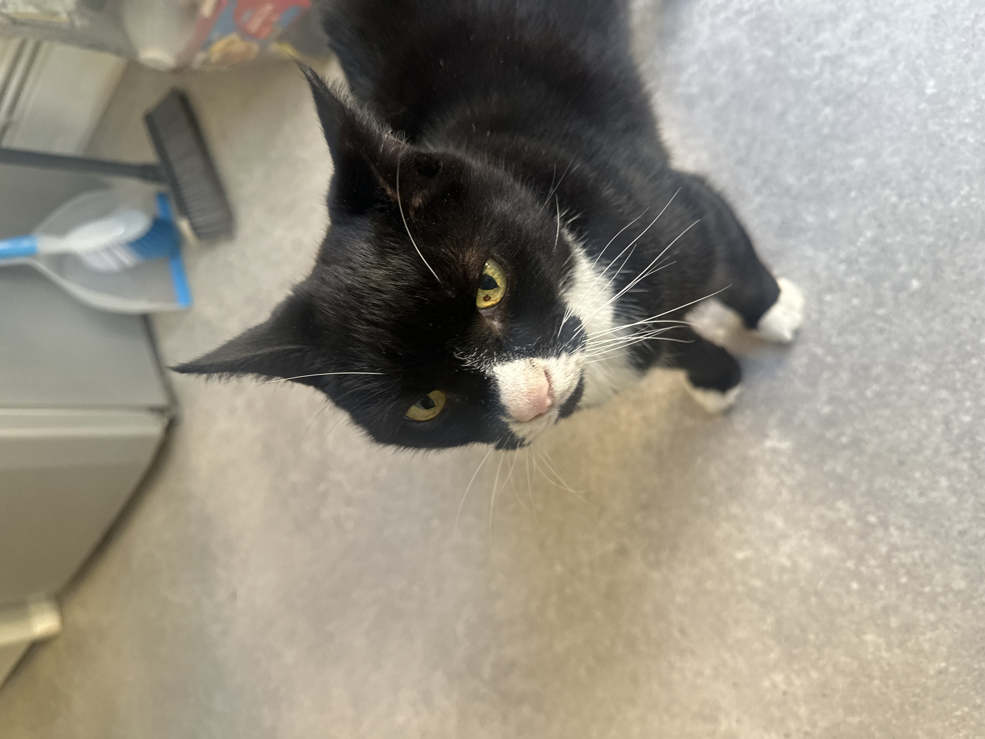 Tuxedo cat photographed looking up in London