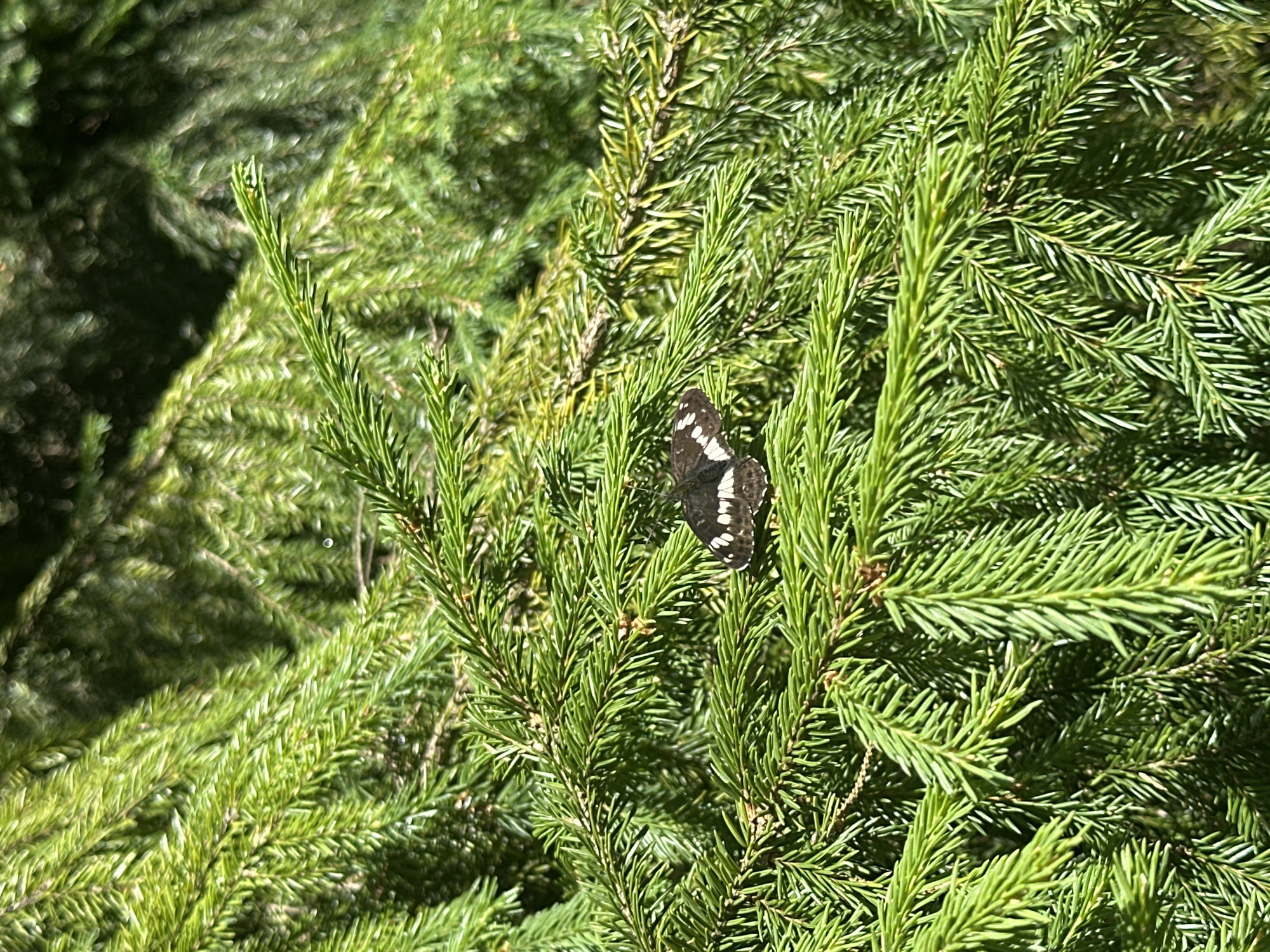 Black and white butterfly on evergreen, backyard scene nearby