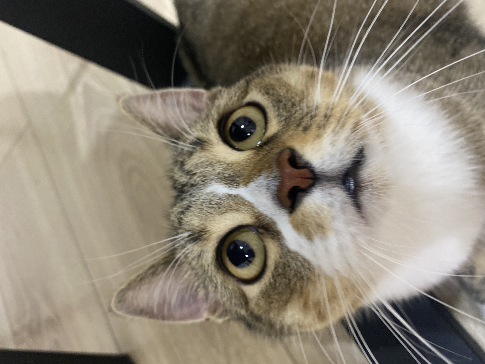 Tabby cat plays and poses for the camera