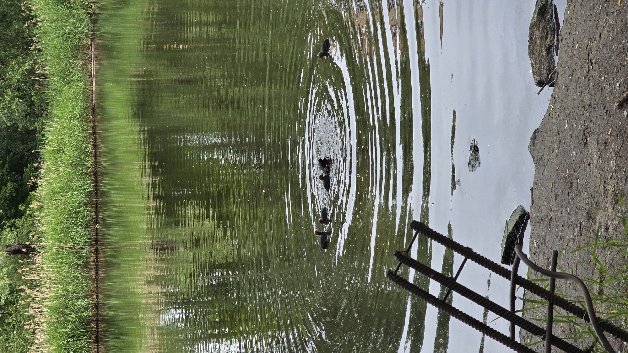 Morning waterfowl activity documented at Kyiv urban pond