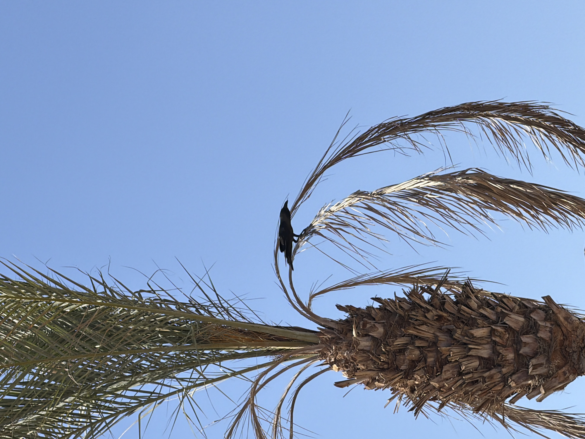 Midday stroll through a Sharm El Sheikh resort area