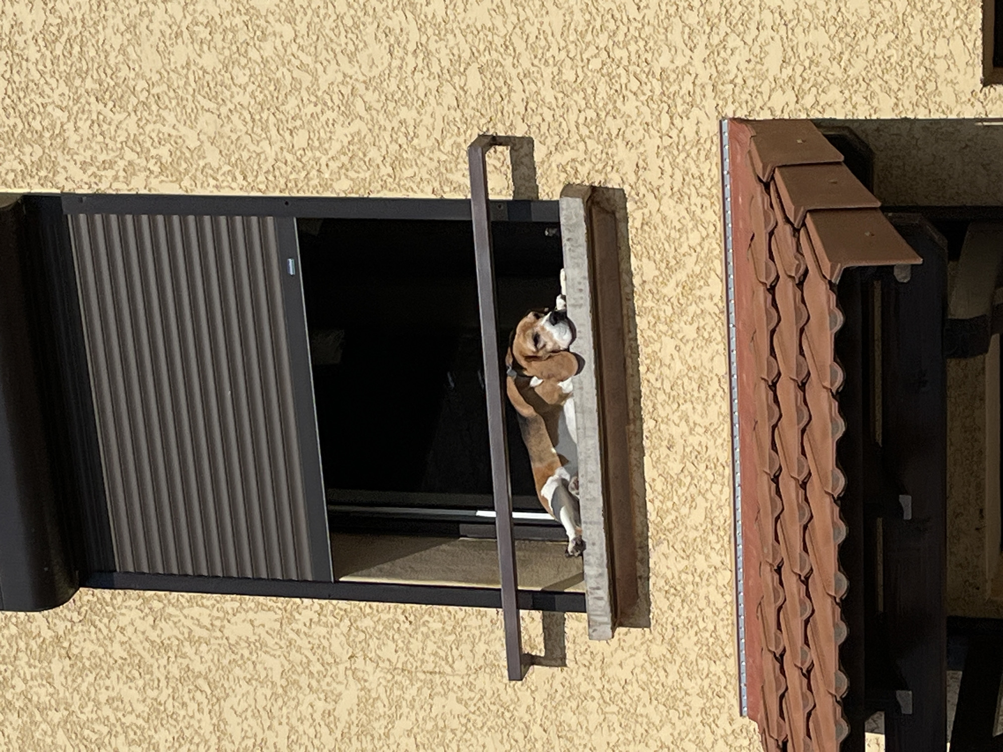 Afternoon life documented in Saint-Just-Saint-Rambert featuring dogs and residents