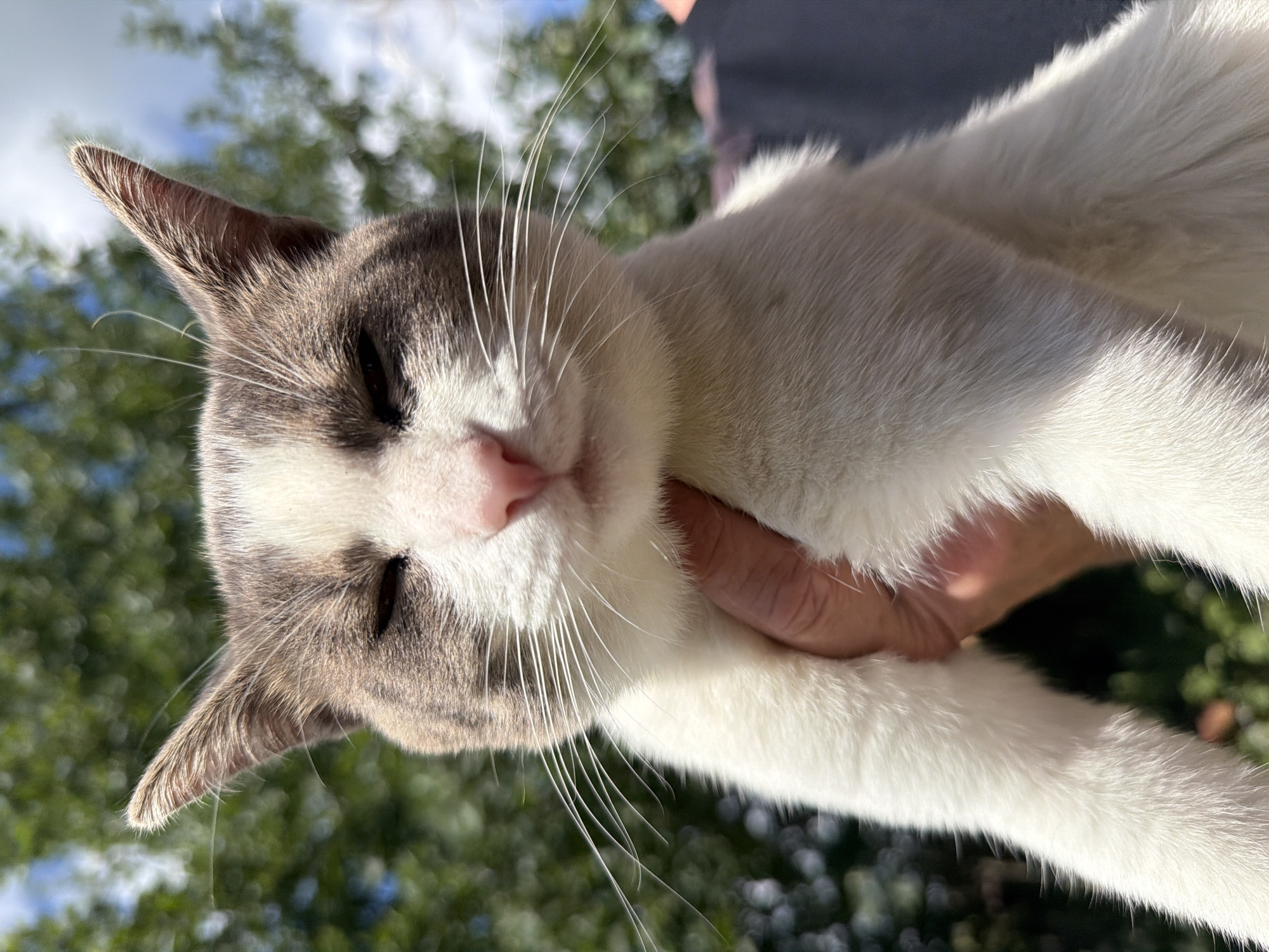 Cats roaming, playing, and eating in a Novosibirsk garden