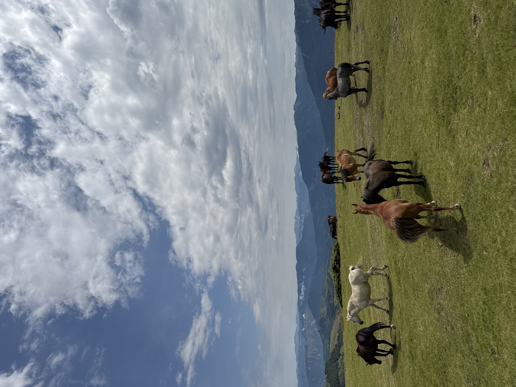 Wild horses graze on misty mountain slopes in Montenegro