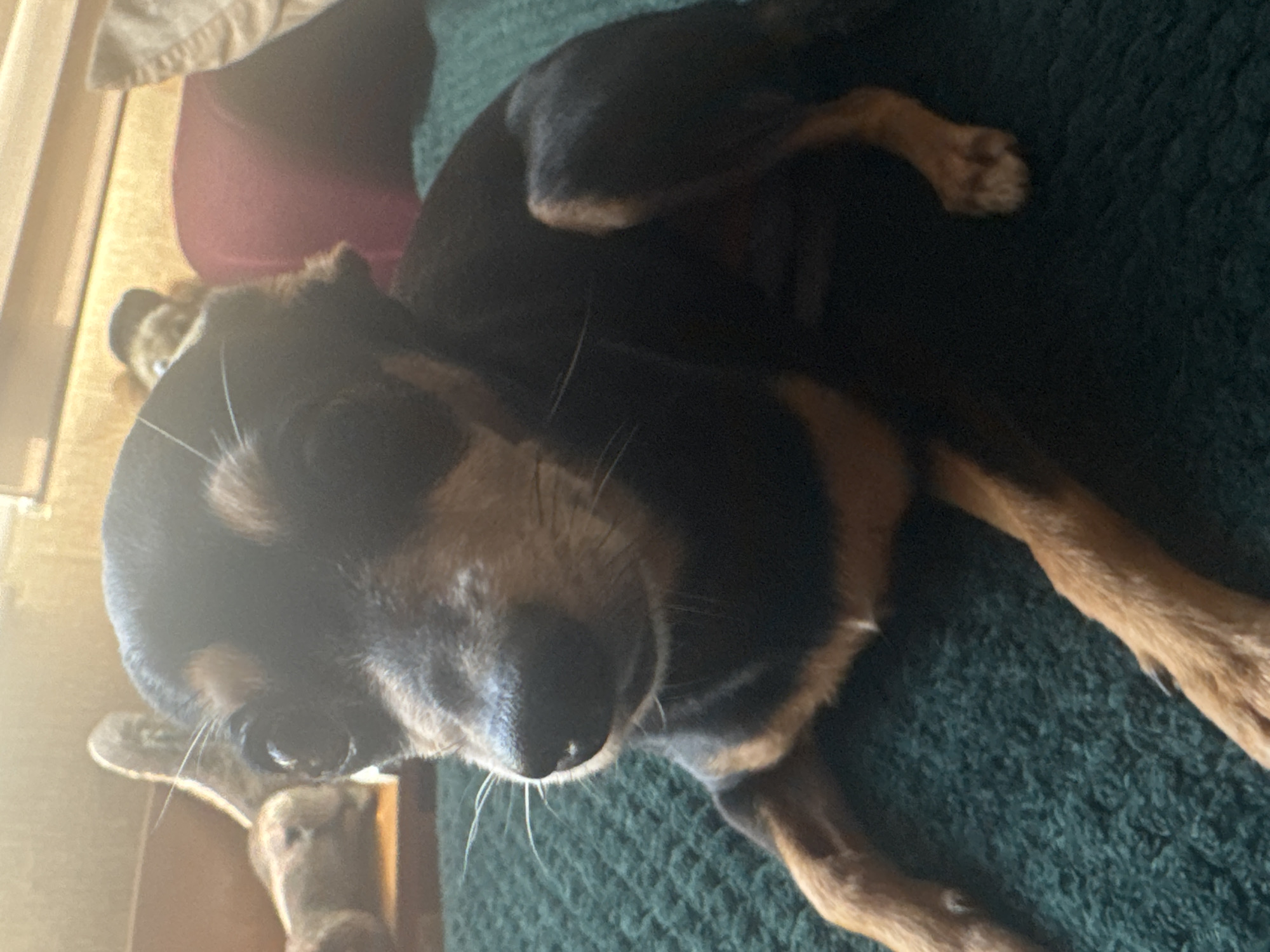 Sofia morning: dog on the couch, street parking, post-gym locker room