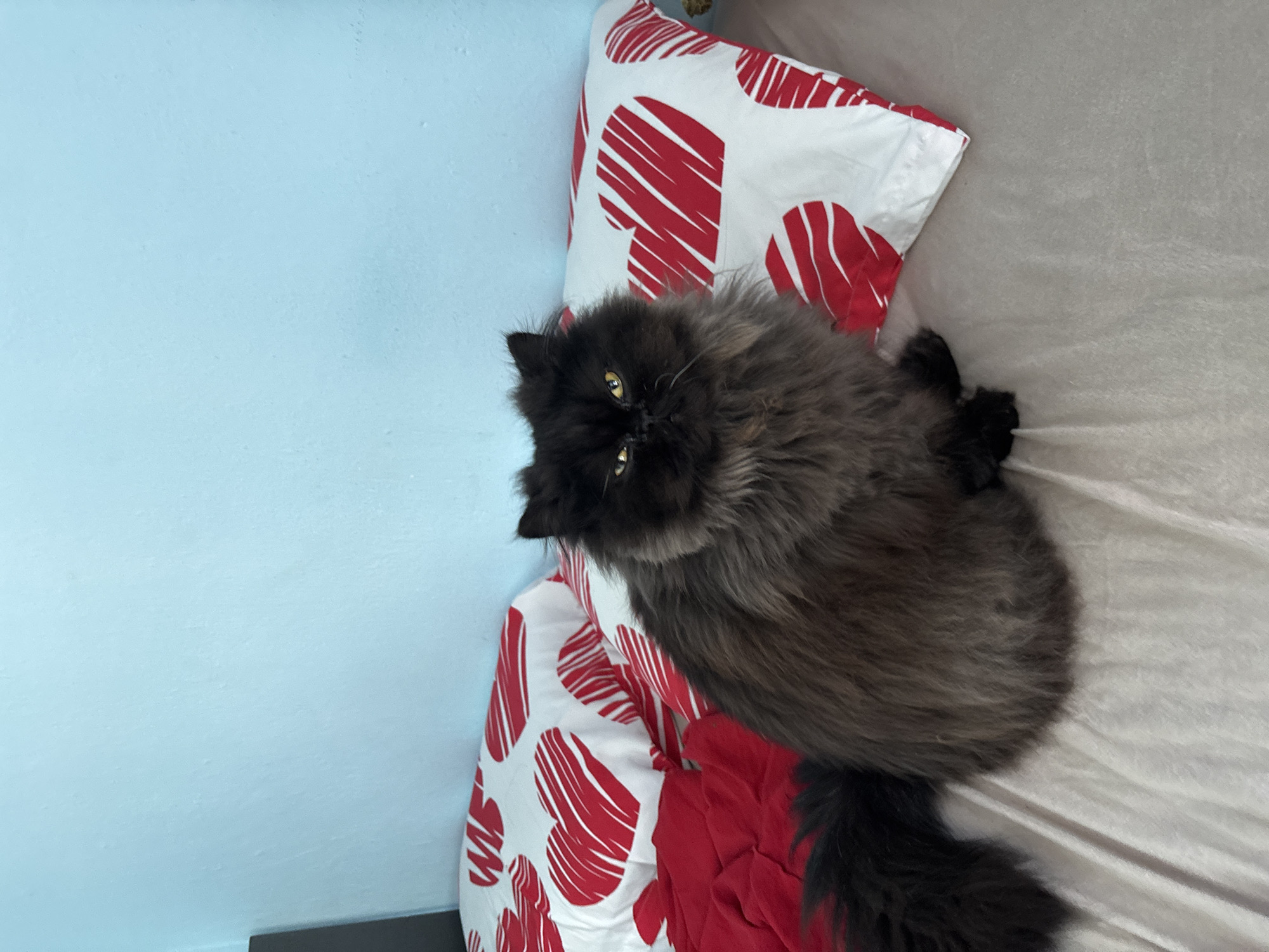 Black cat spotted on heart-patterned bed in Bulgarian village
