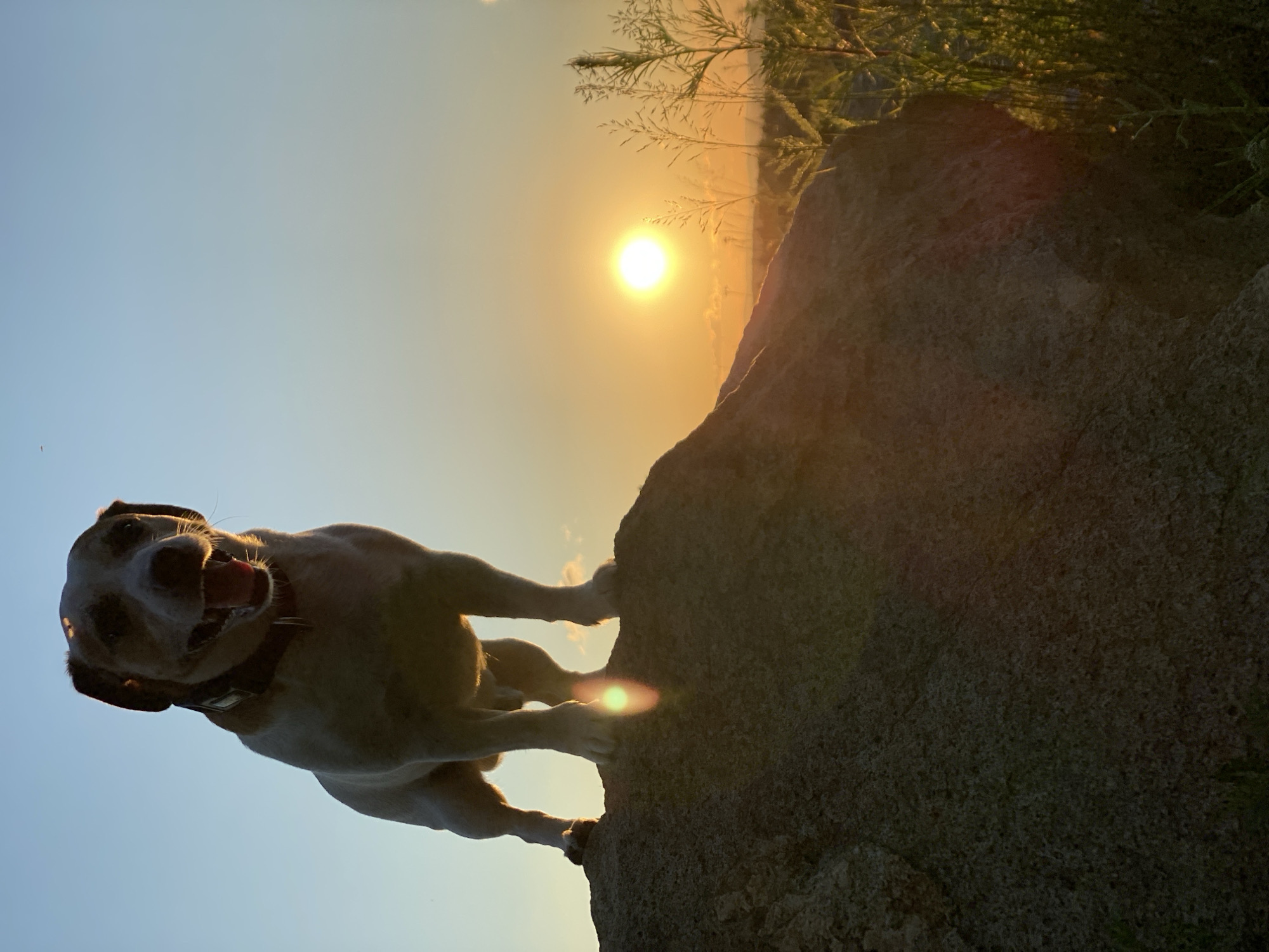 Jack Russell Terrier at sunset over a Yekaterinburg quarry
