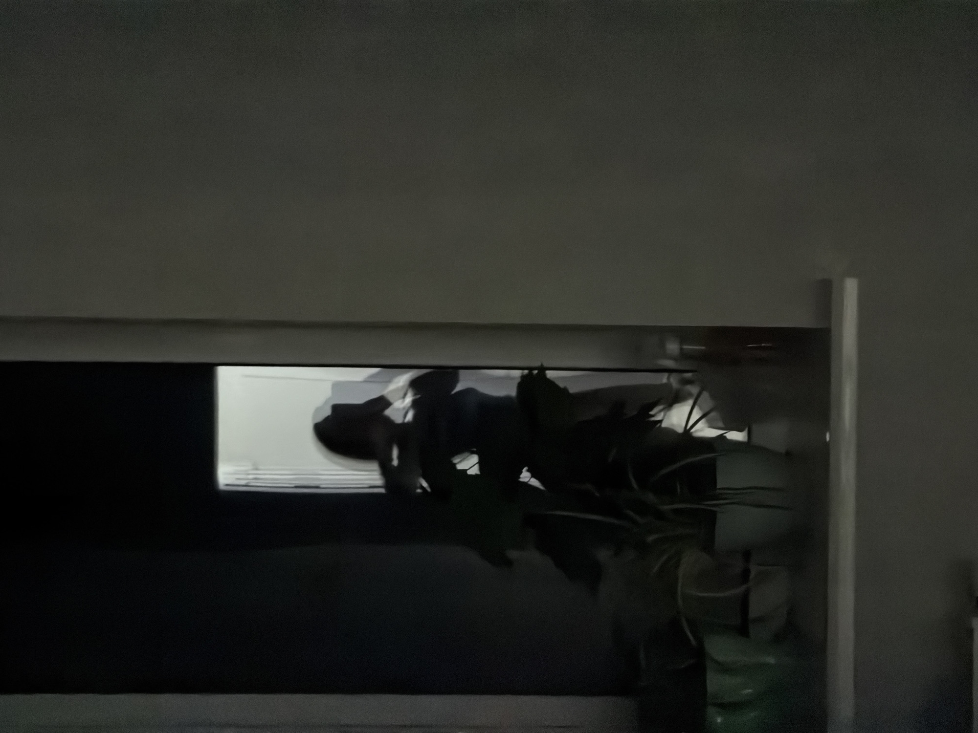 Woman documents evening routine with pets in Chaikovsky home