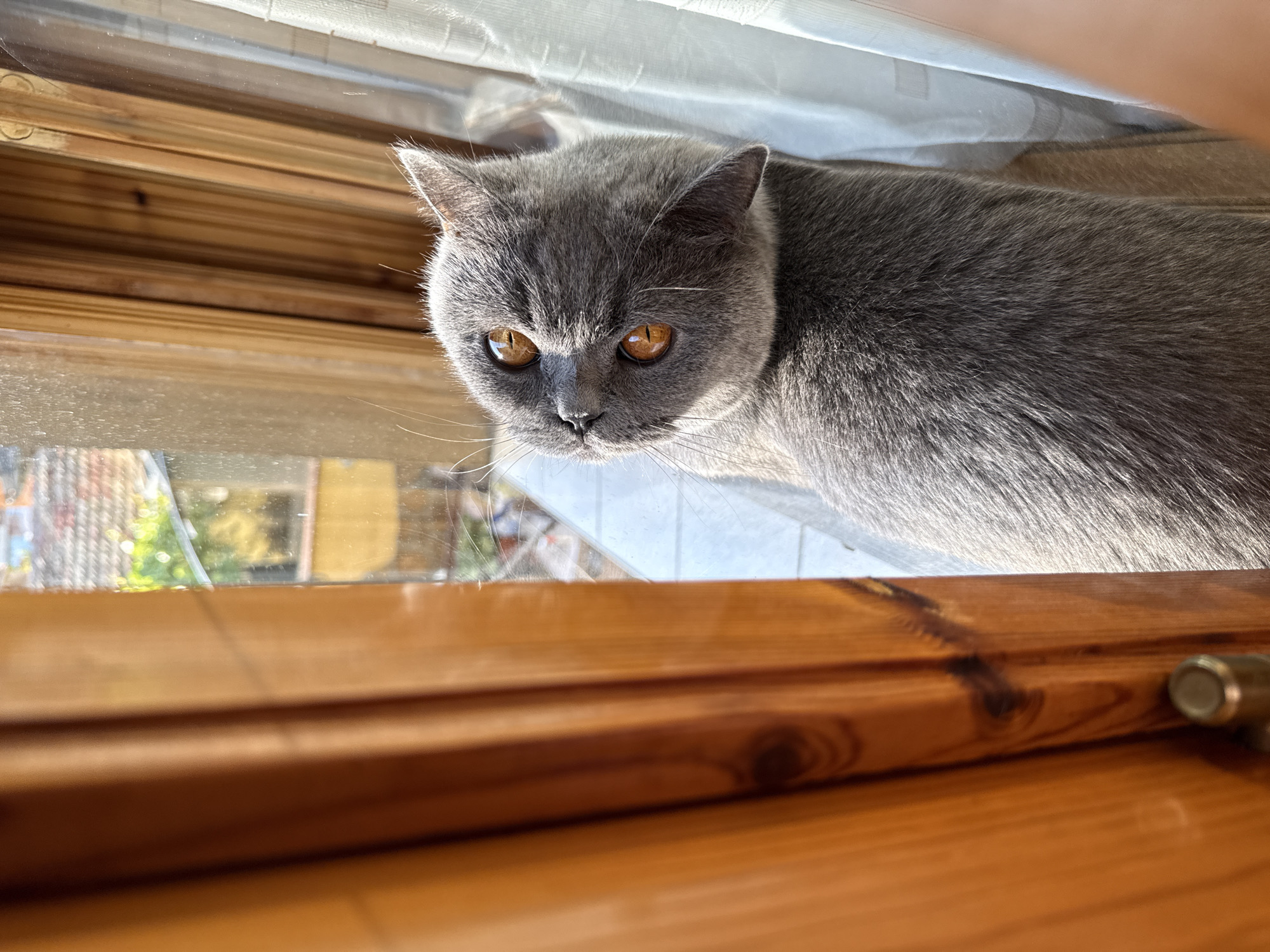 British Shorthair cat's lazy afternoon in Targovishte home