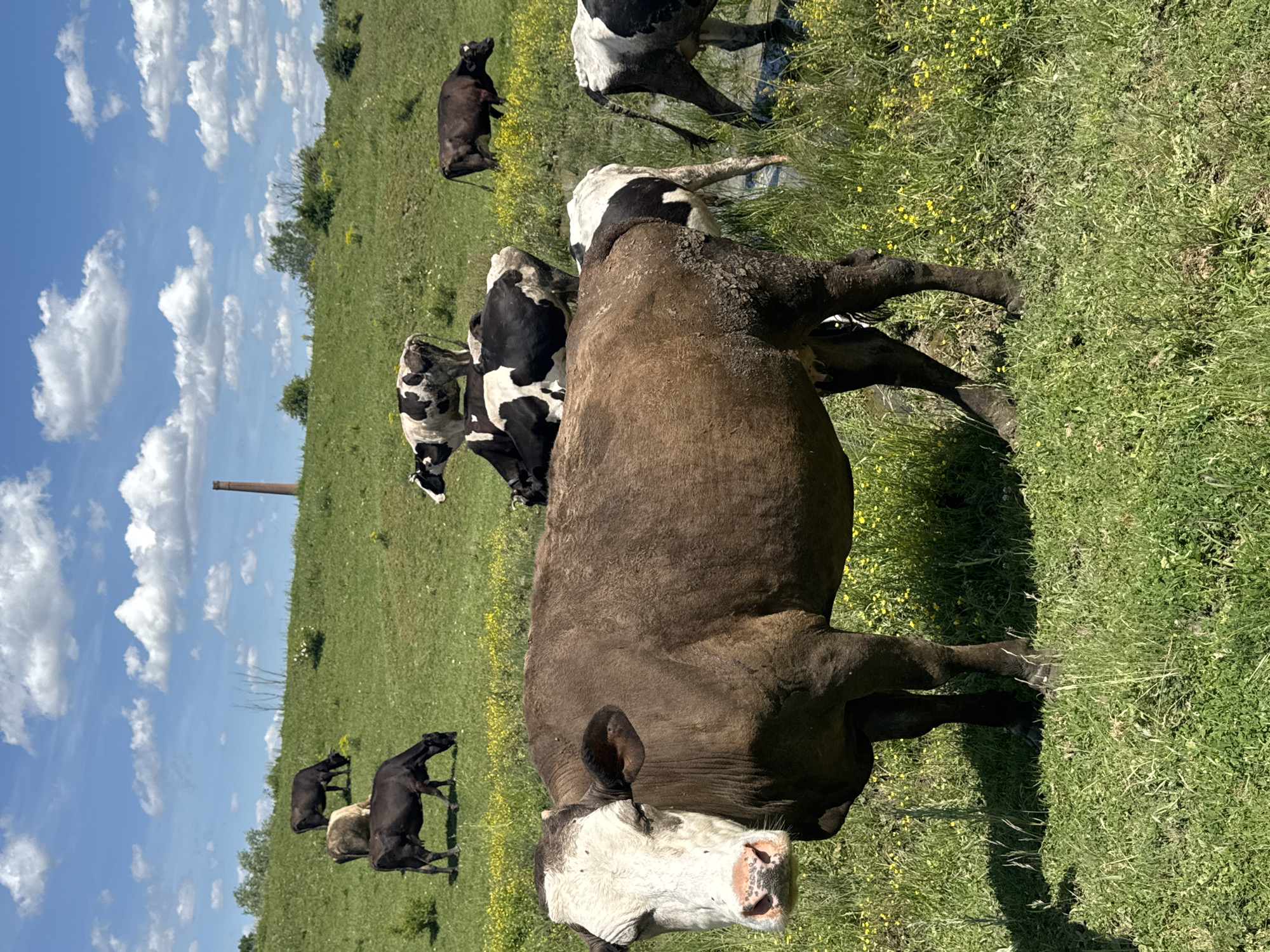 Cattle herd grazes in Dermantsi, Bulgaria pasture