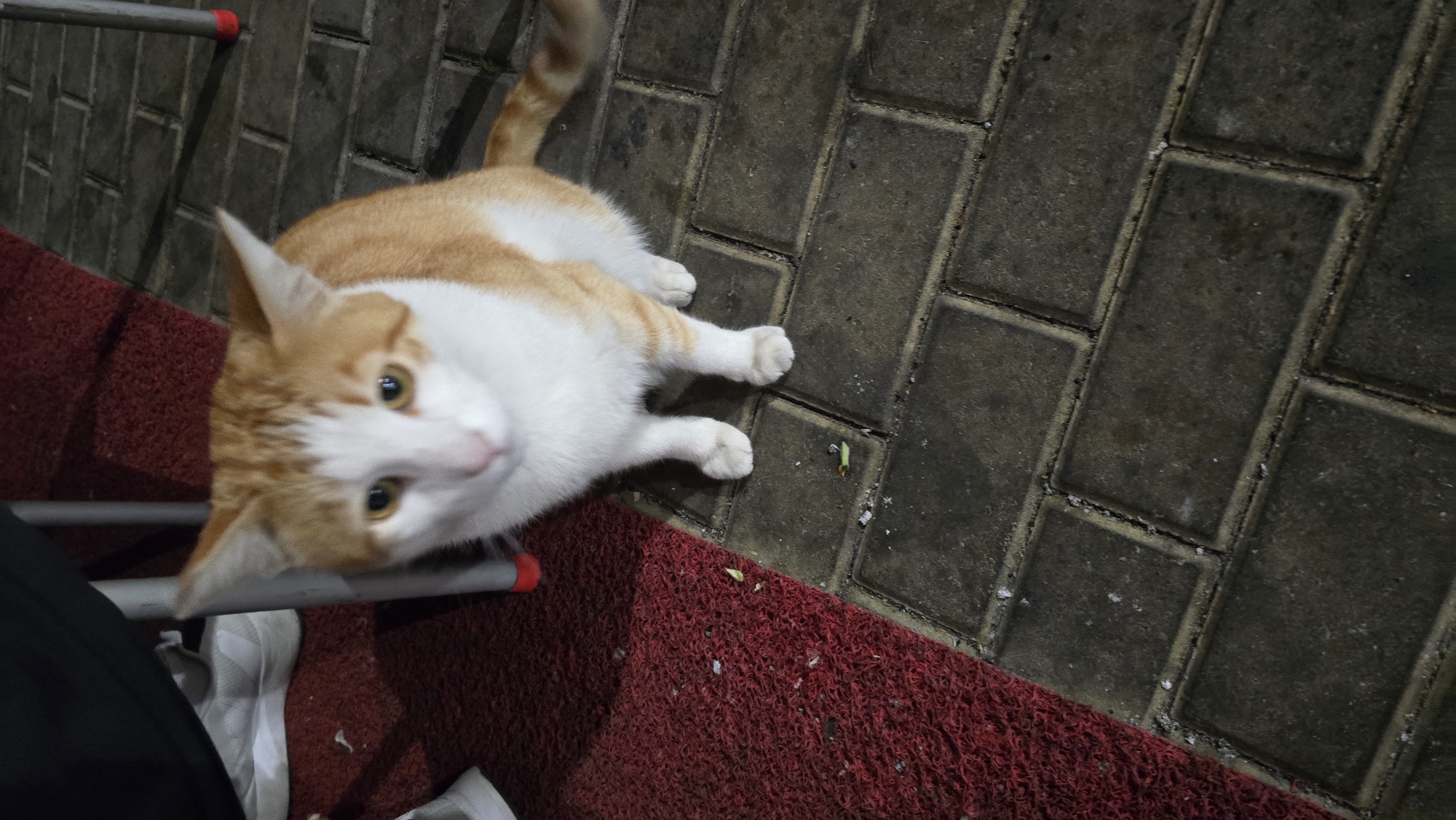 Orange Cat Spotted on Red Carpet and Brick Walkway