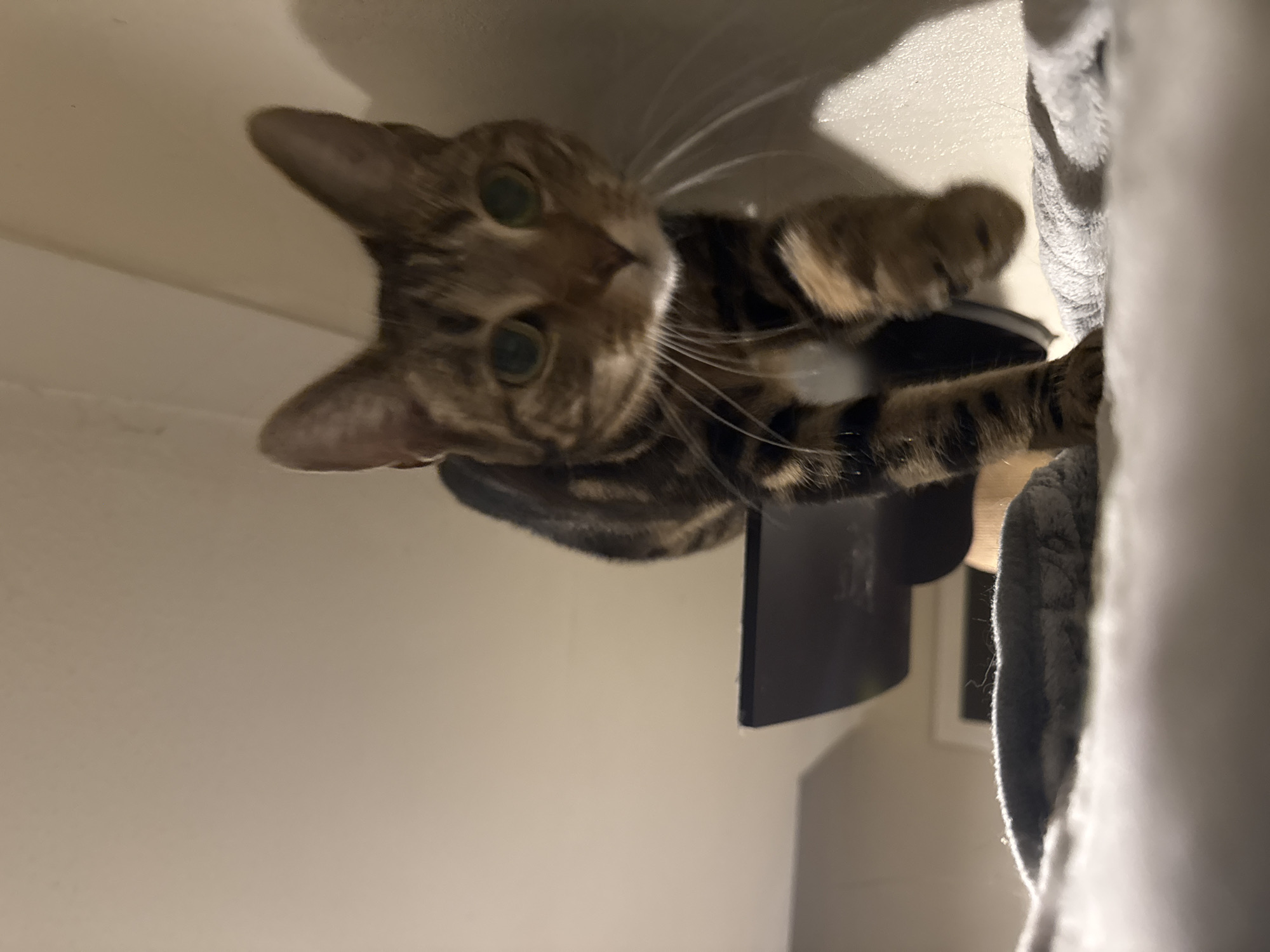 Tabby cat photo session captured in Desborough home