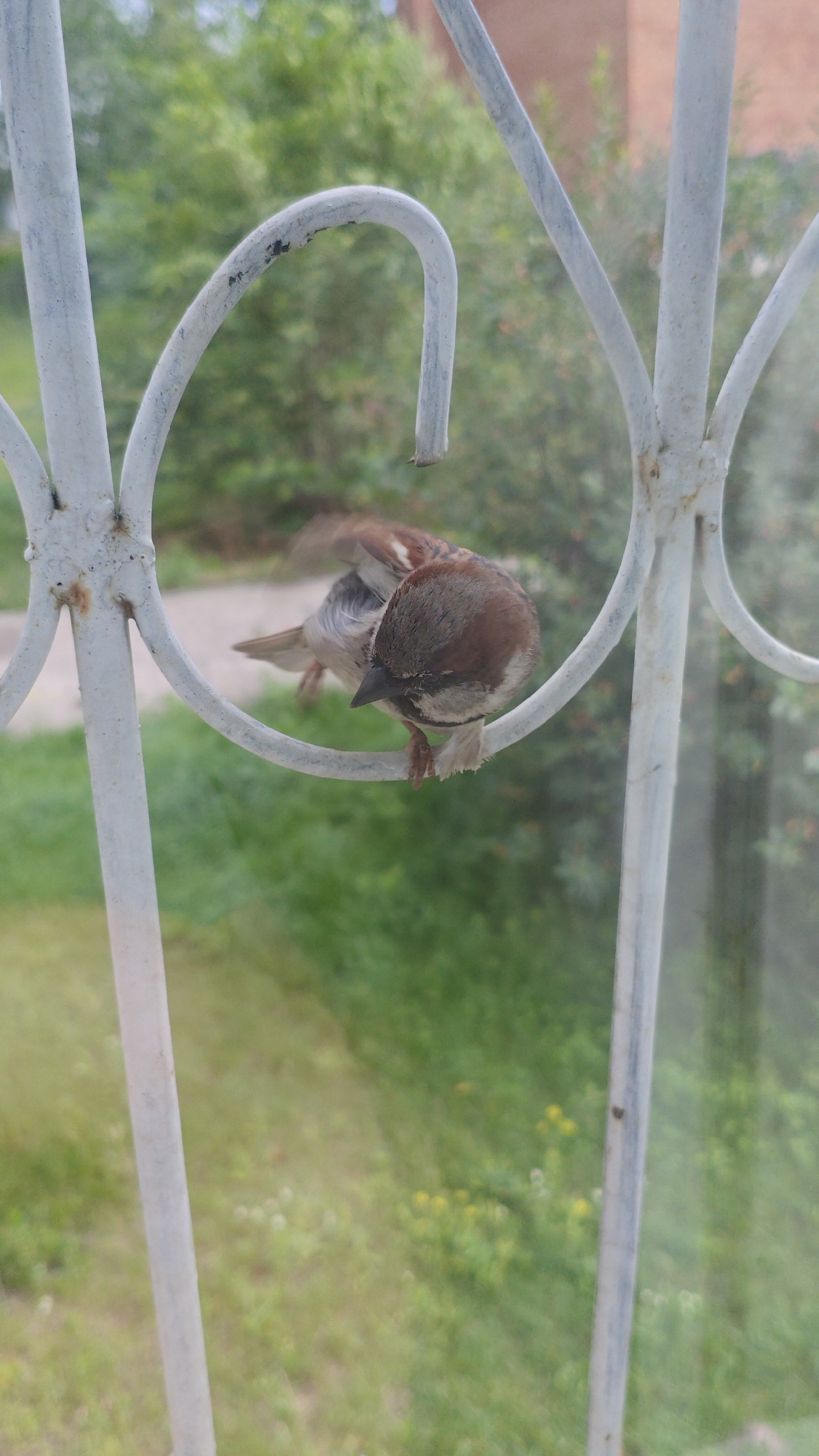 Sparrows on a railing, plus cherries and eggshells nearby