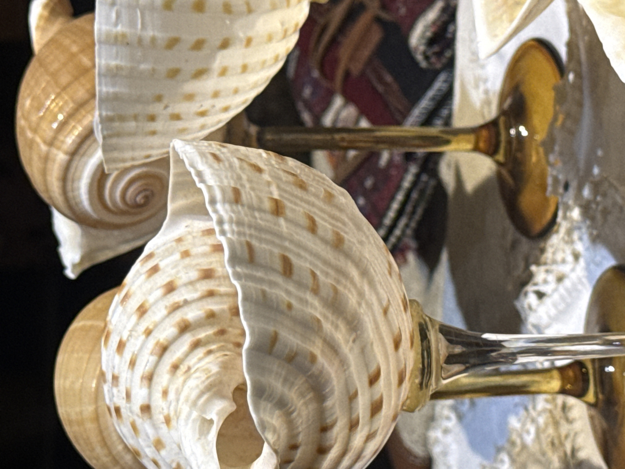 Cats, shells, and slow evenings in Fethiye