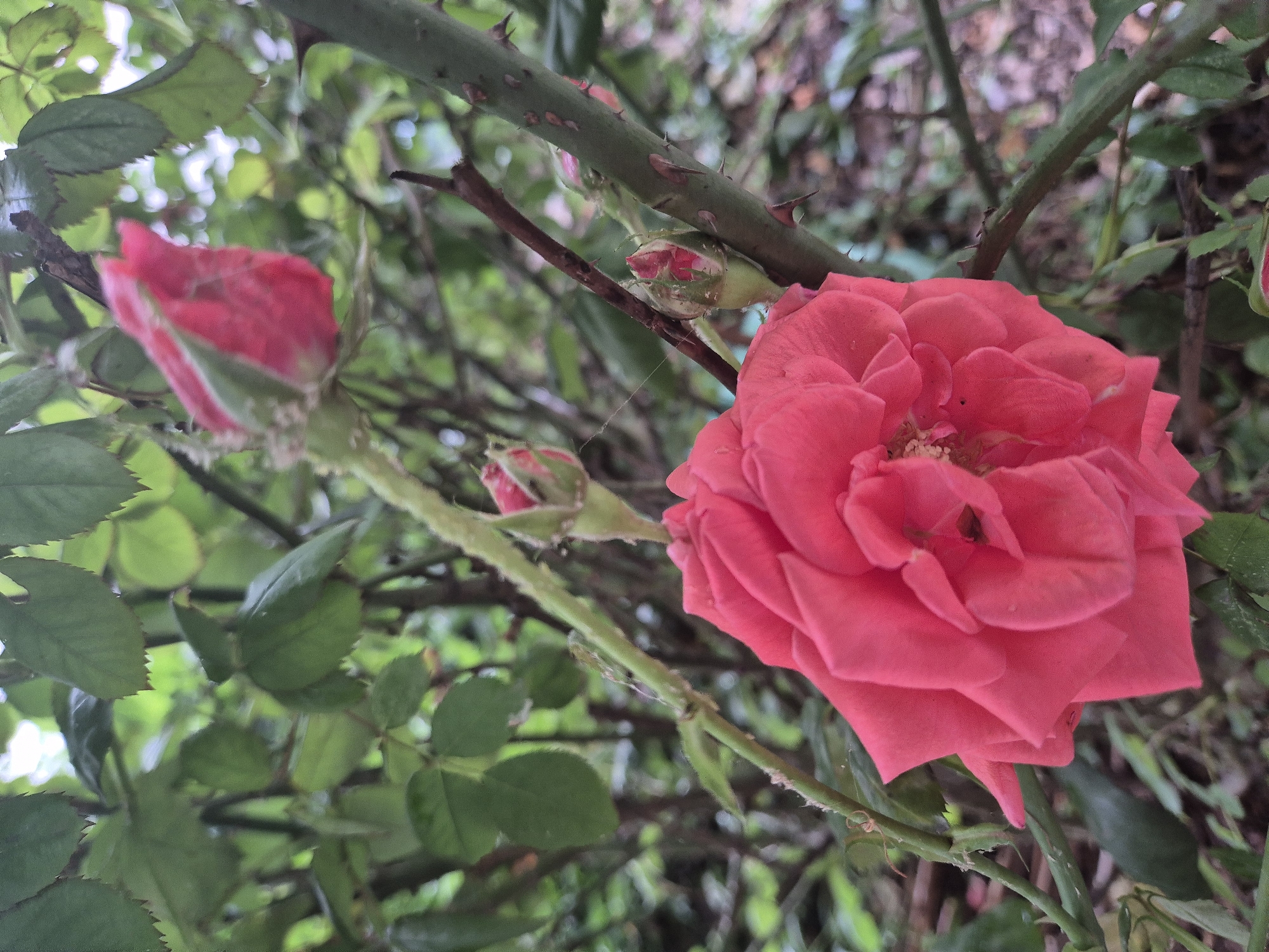 Park visitor documents flowers, fountains, and police during afternoon stroll