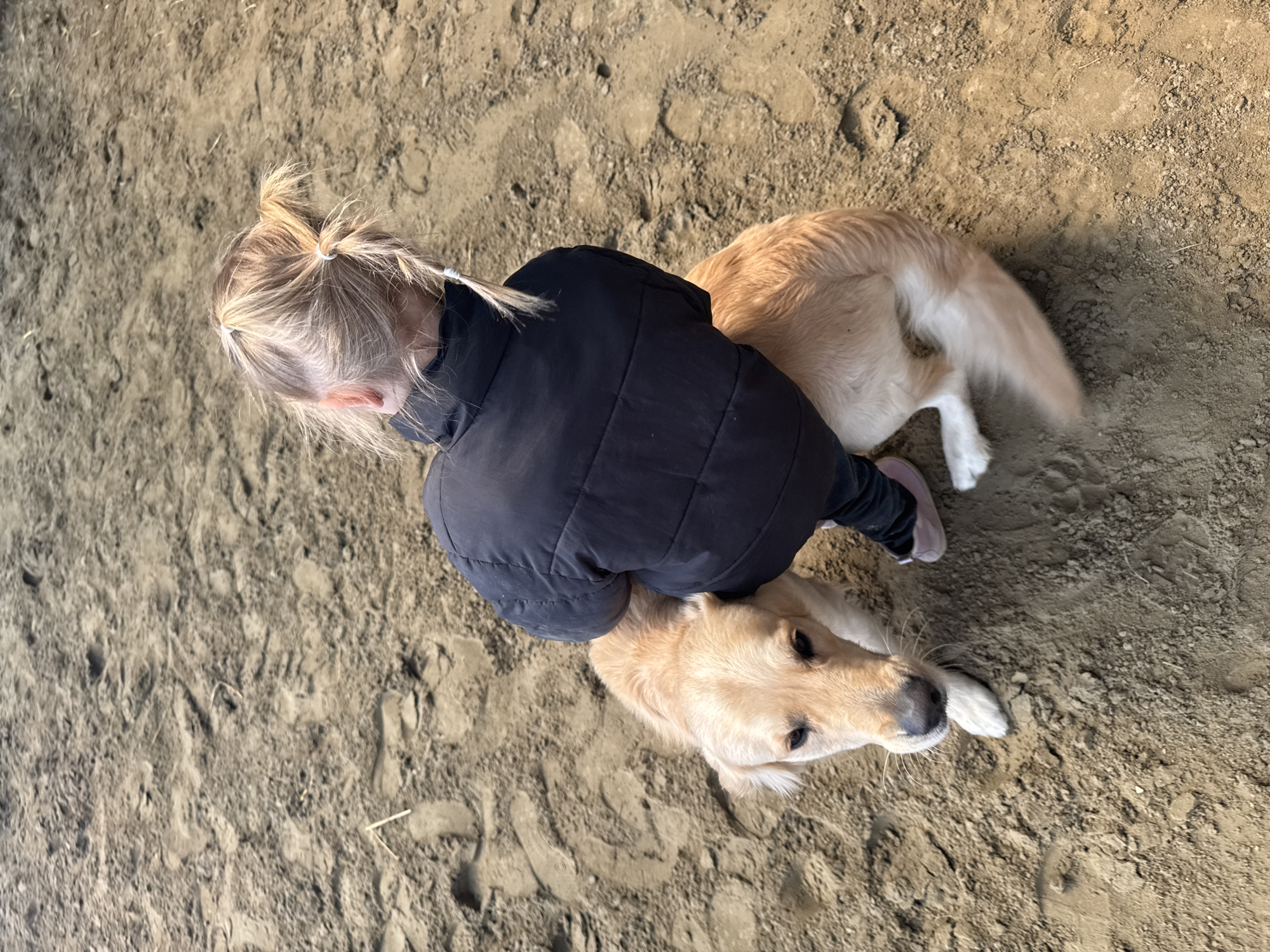 Child embraces golden retriever in Belgium