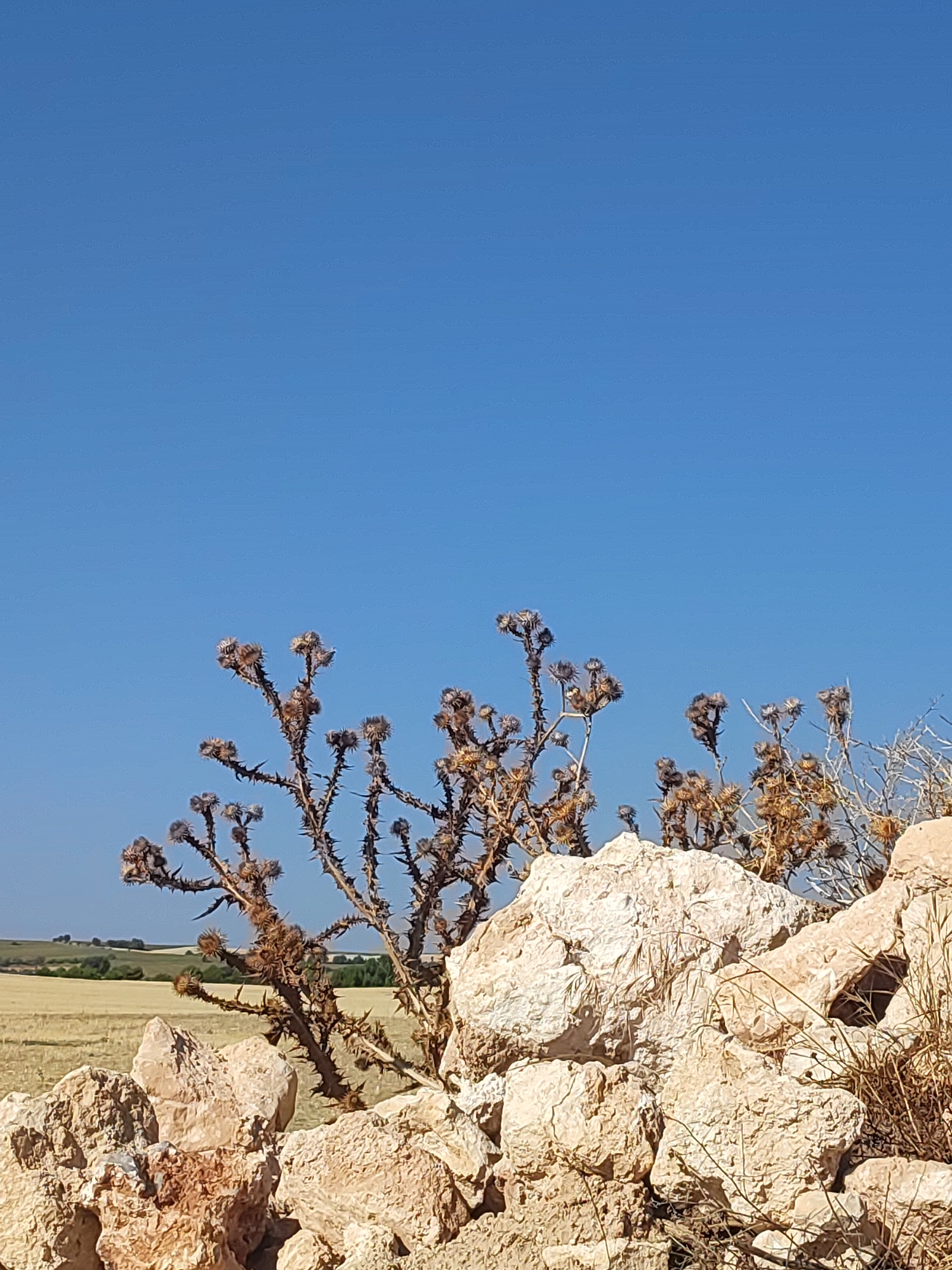 Dry fields and dirt roads in rural Cuenca, late summer