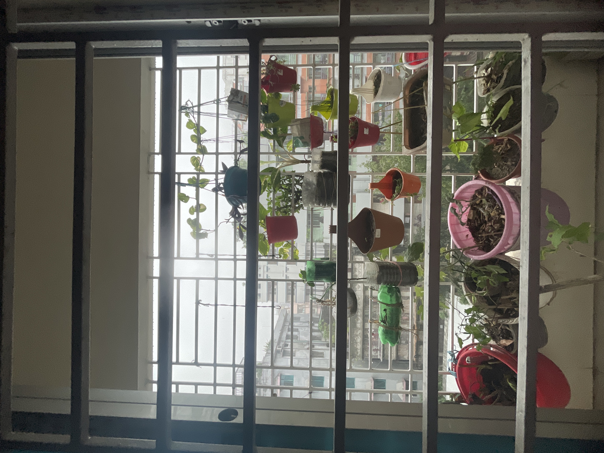 Dhaka resident captures rainy morning balcony garden and cityscape