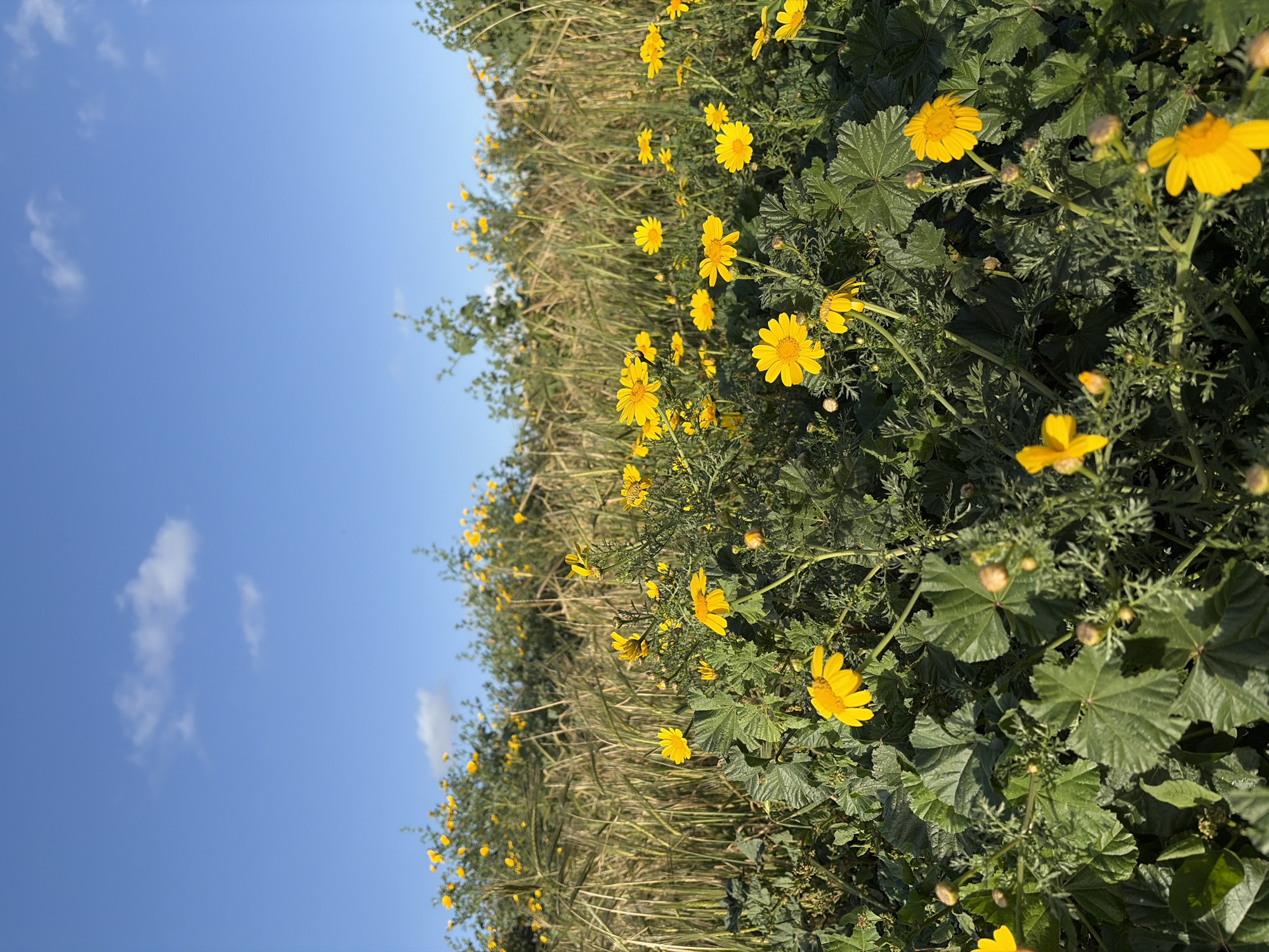 Yellow flower field blooms under blue skies in Arsuf