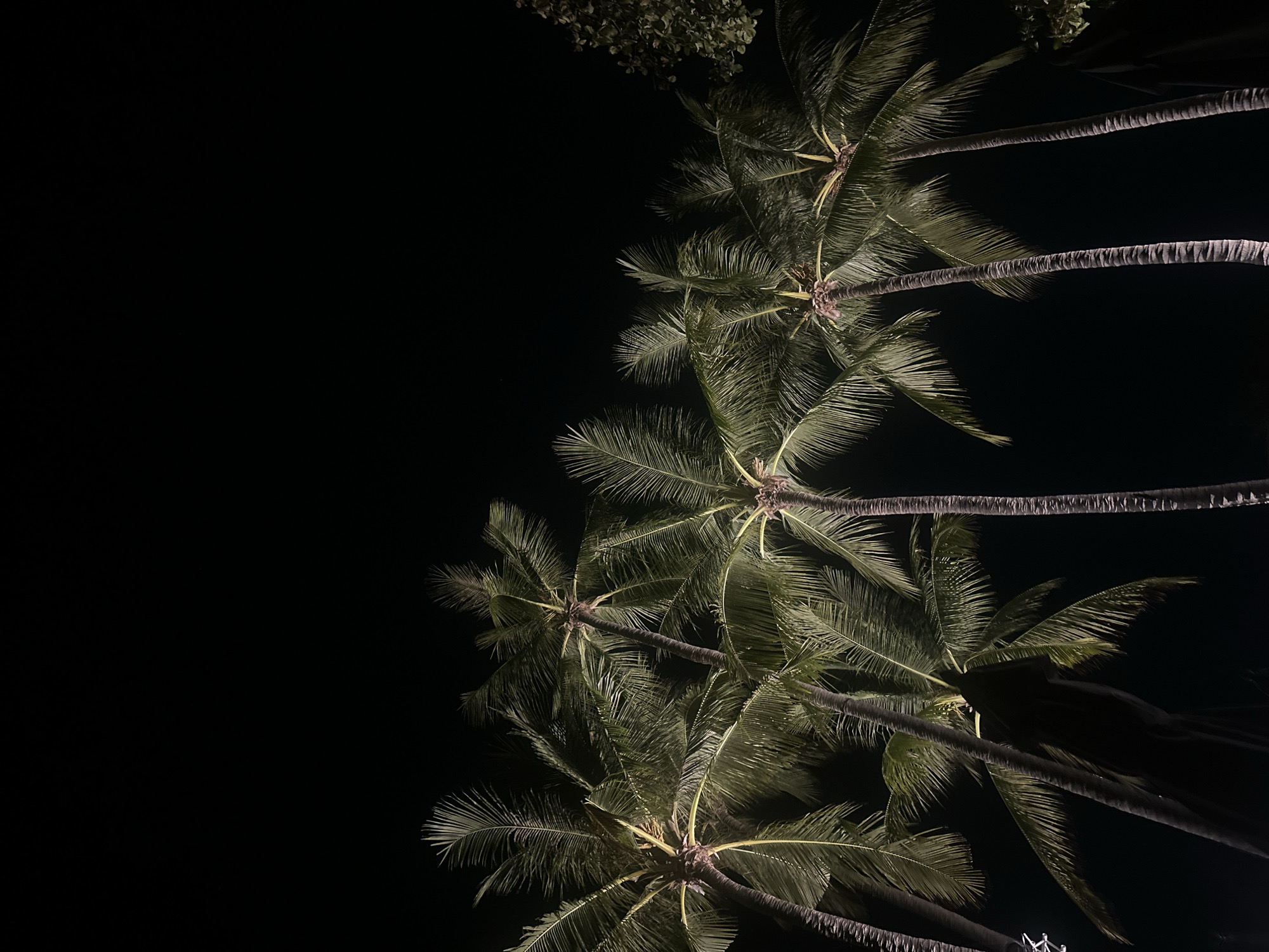 Palm trees illuminated at night in Baan Chaweng, Thailand